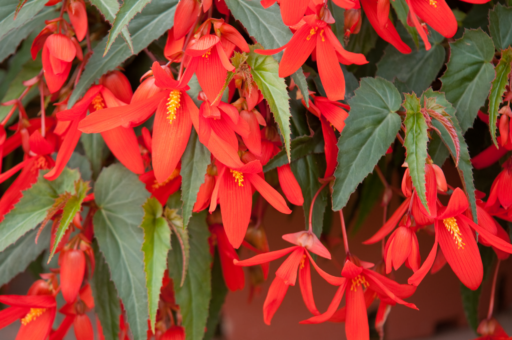 Begonia boliviensis F1 Santa Cruz Sunset, pilliert