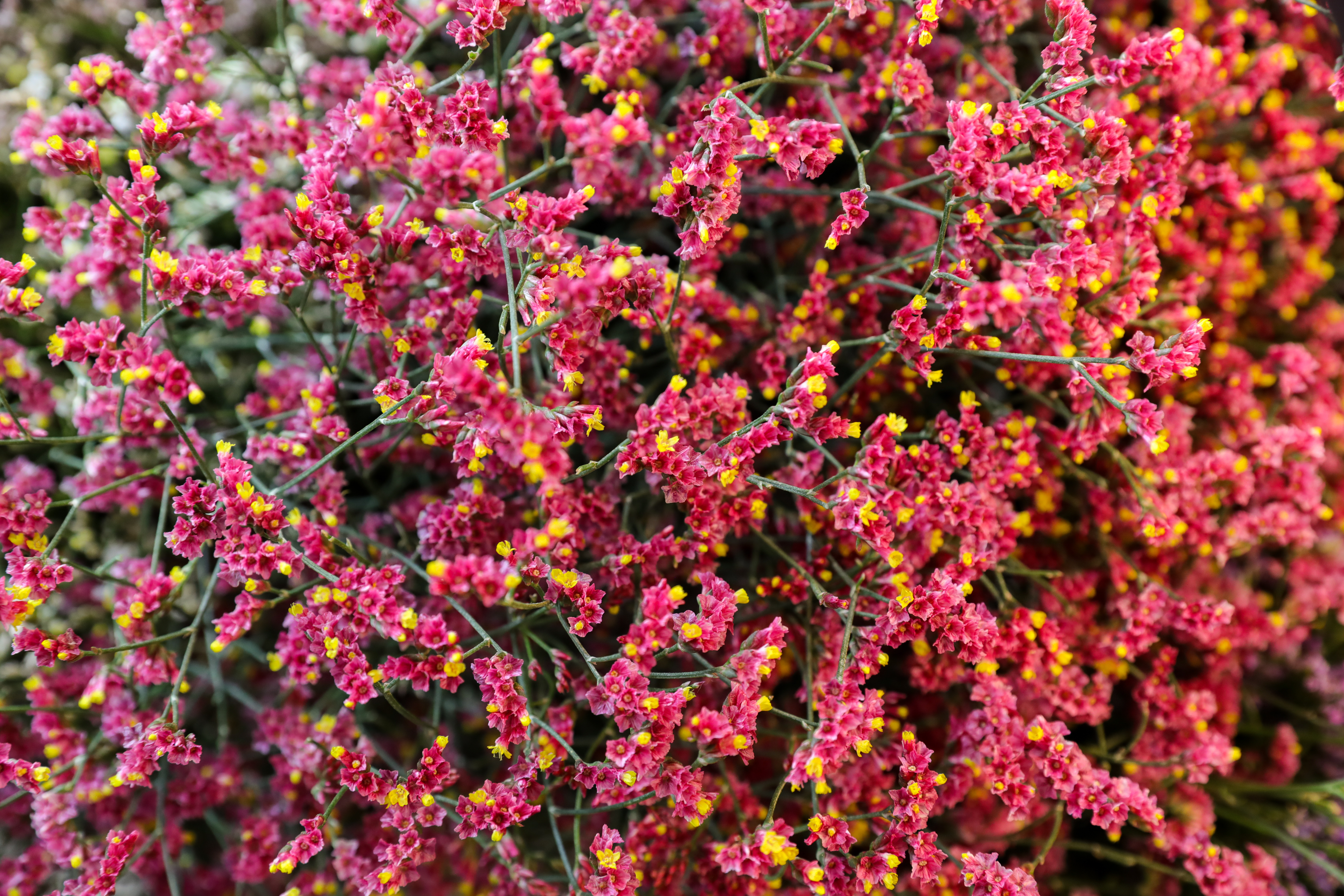 Limonium Pacific Rosenschimmer