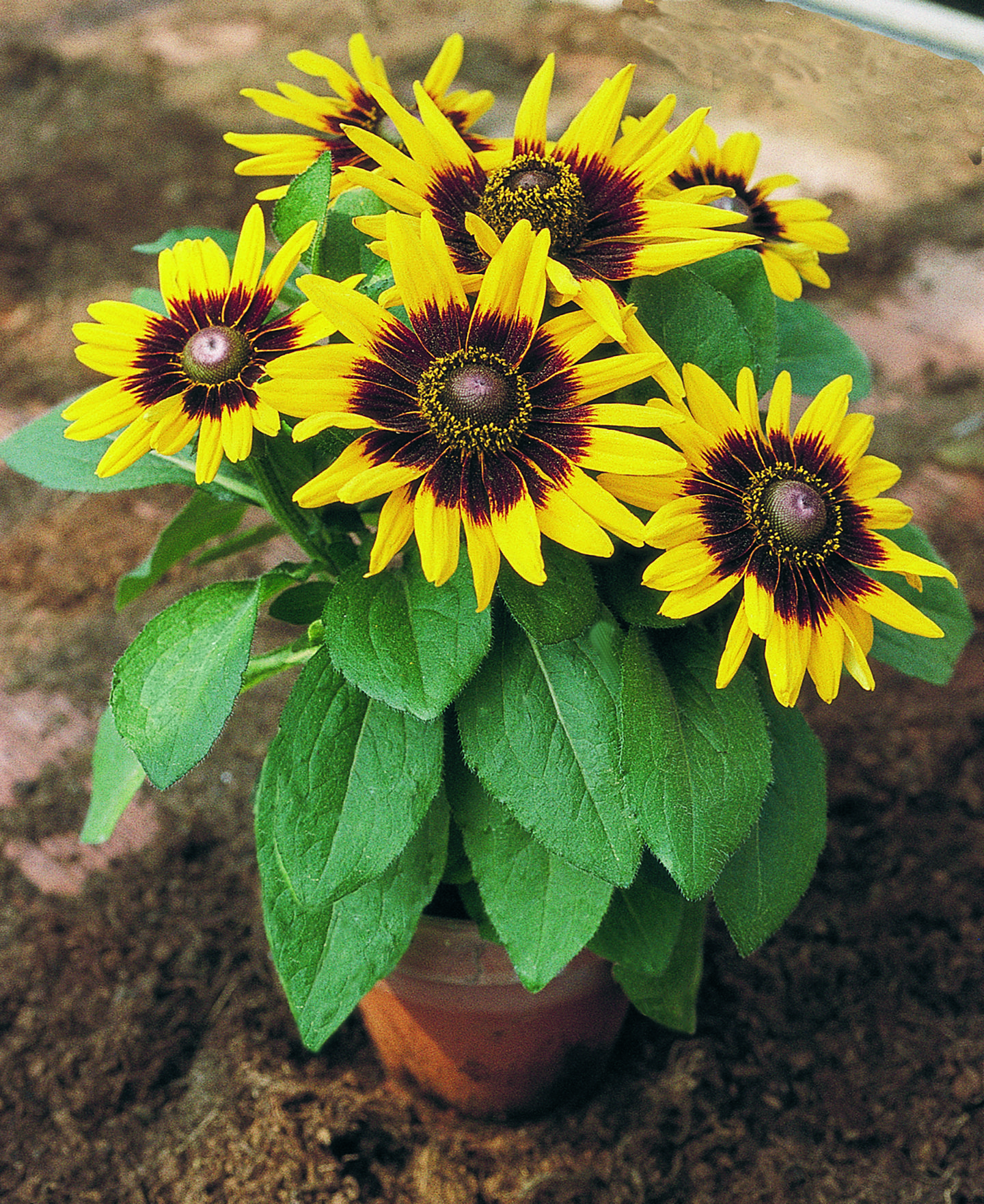 Rudbeckia hirta Sonora