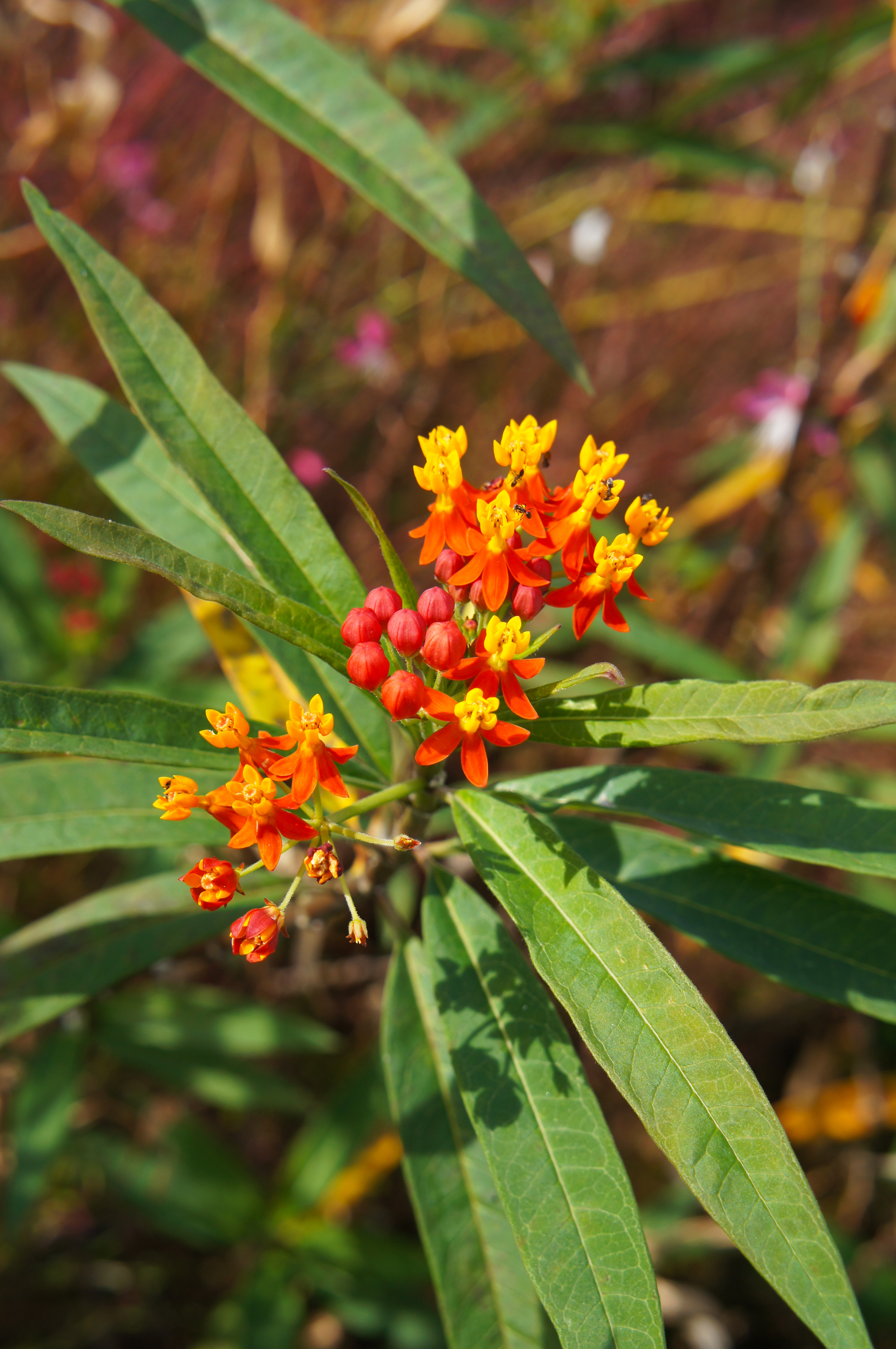 Asclepias curassavica Rotgold