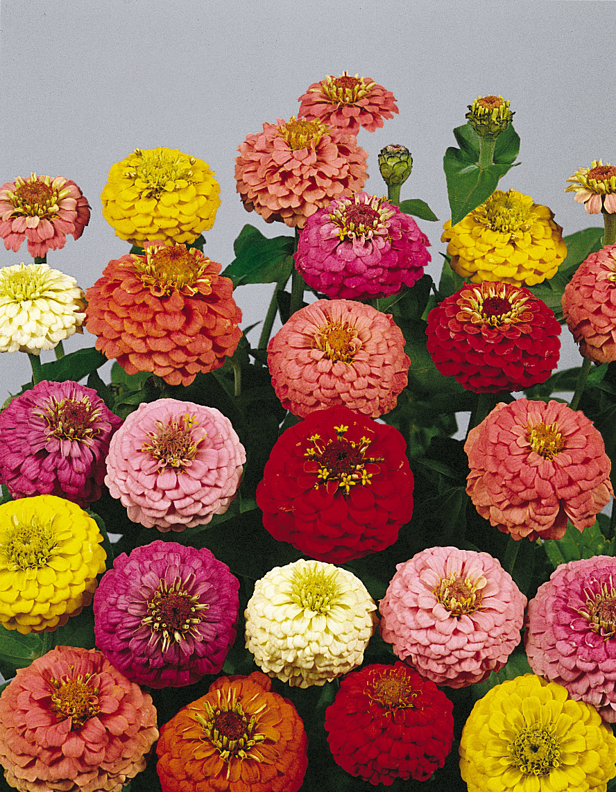 Zinnia elegans Liliput Prachtmischung