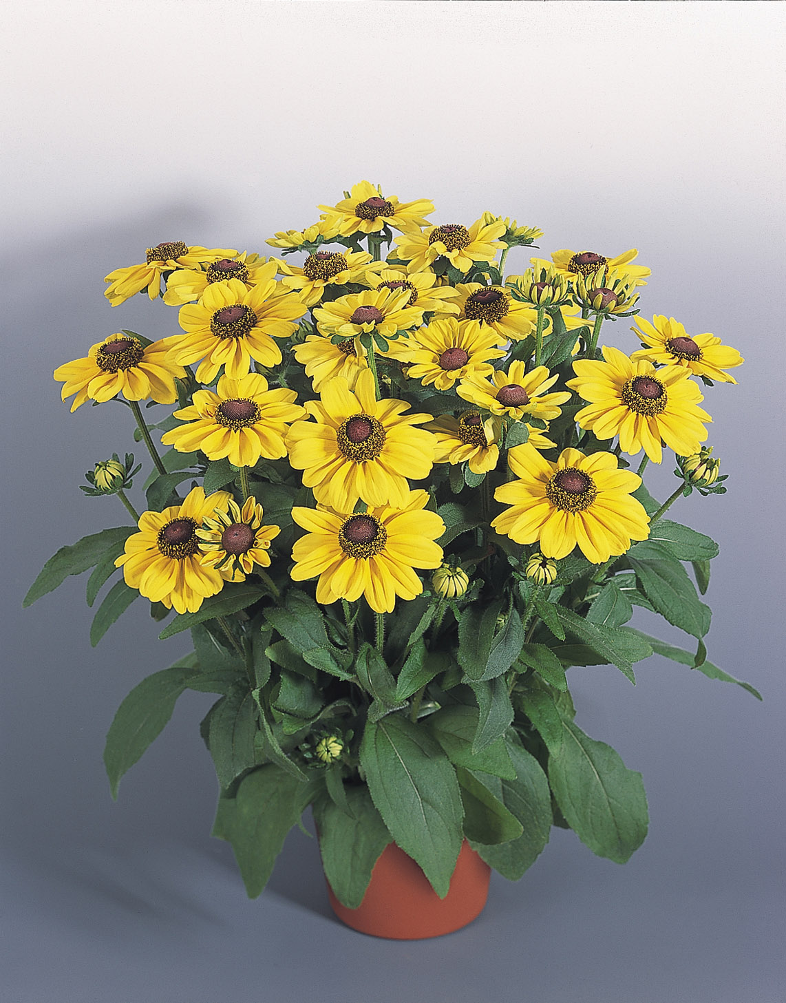 Rudbeckia hirta Toto Lemon