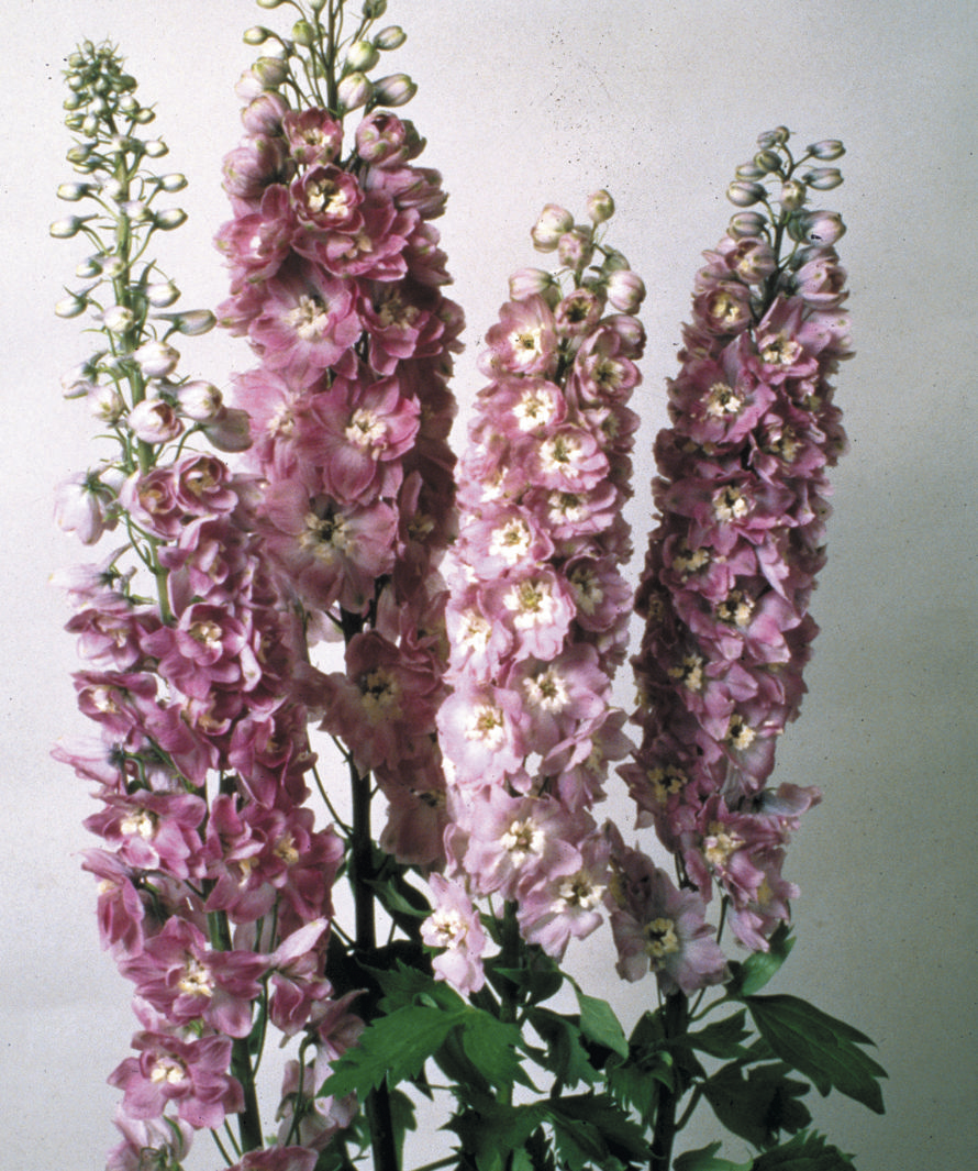 Delpinium grandiflorum Magic Fountains Lilarosa mit weißer Biene