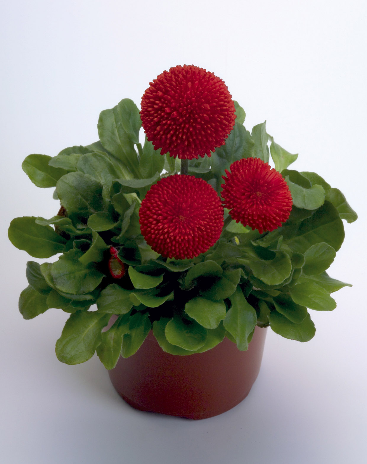 Bellis perennis Tasso Rot