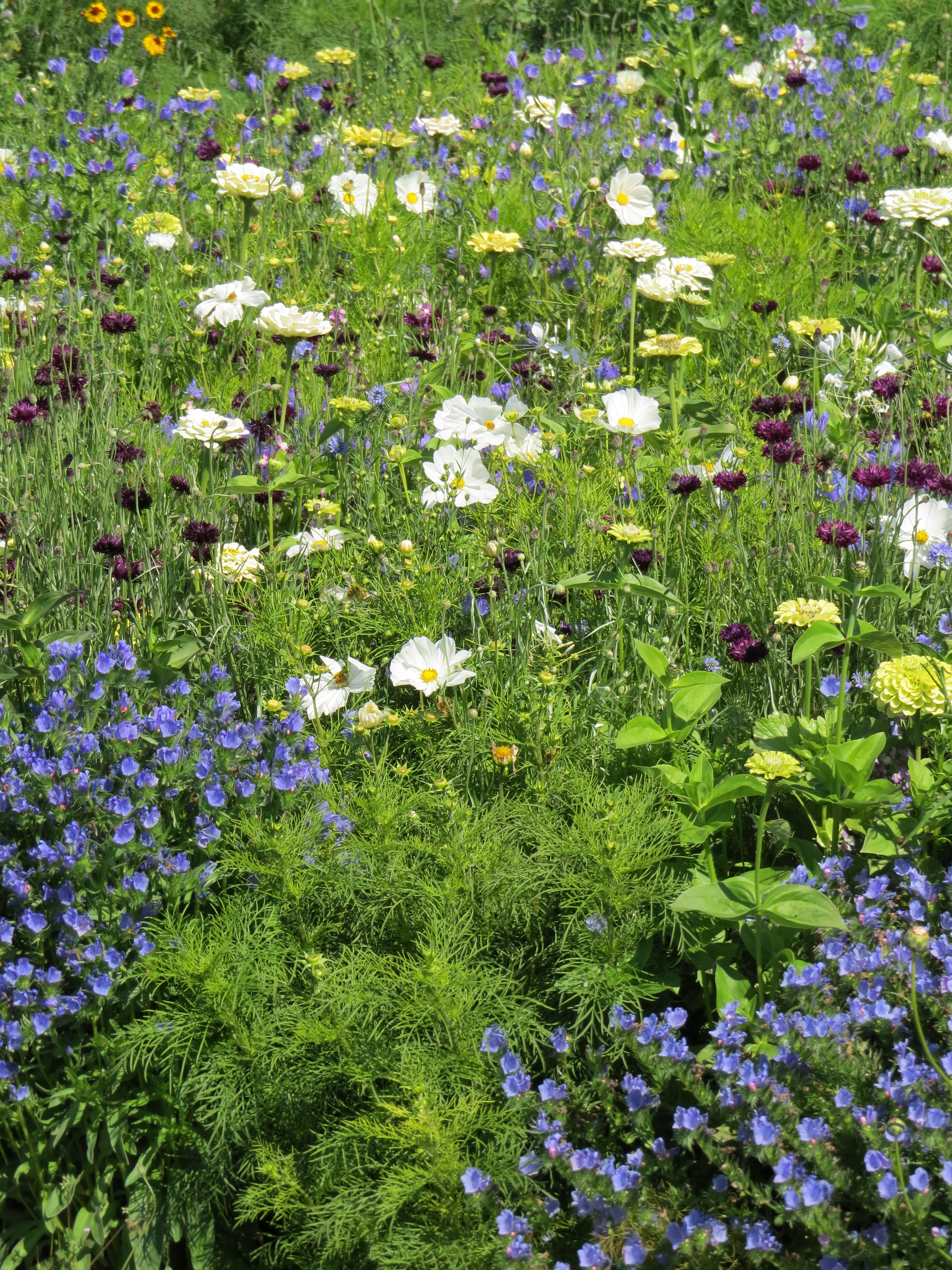 Blumenmischungen Blumenteppich Blumentraum