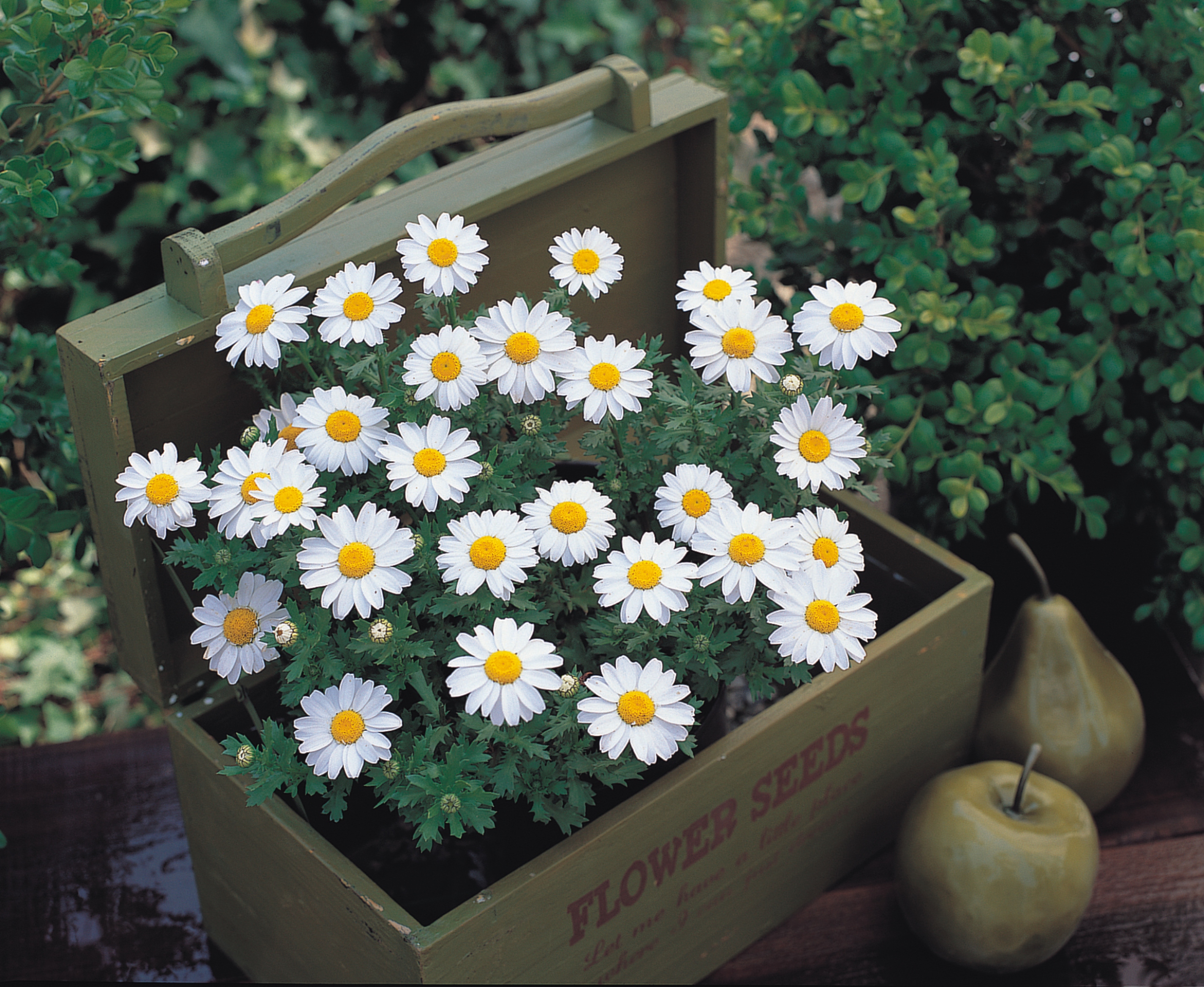 Chrysanthemum paludosum Schneeland 
