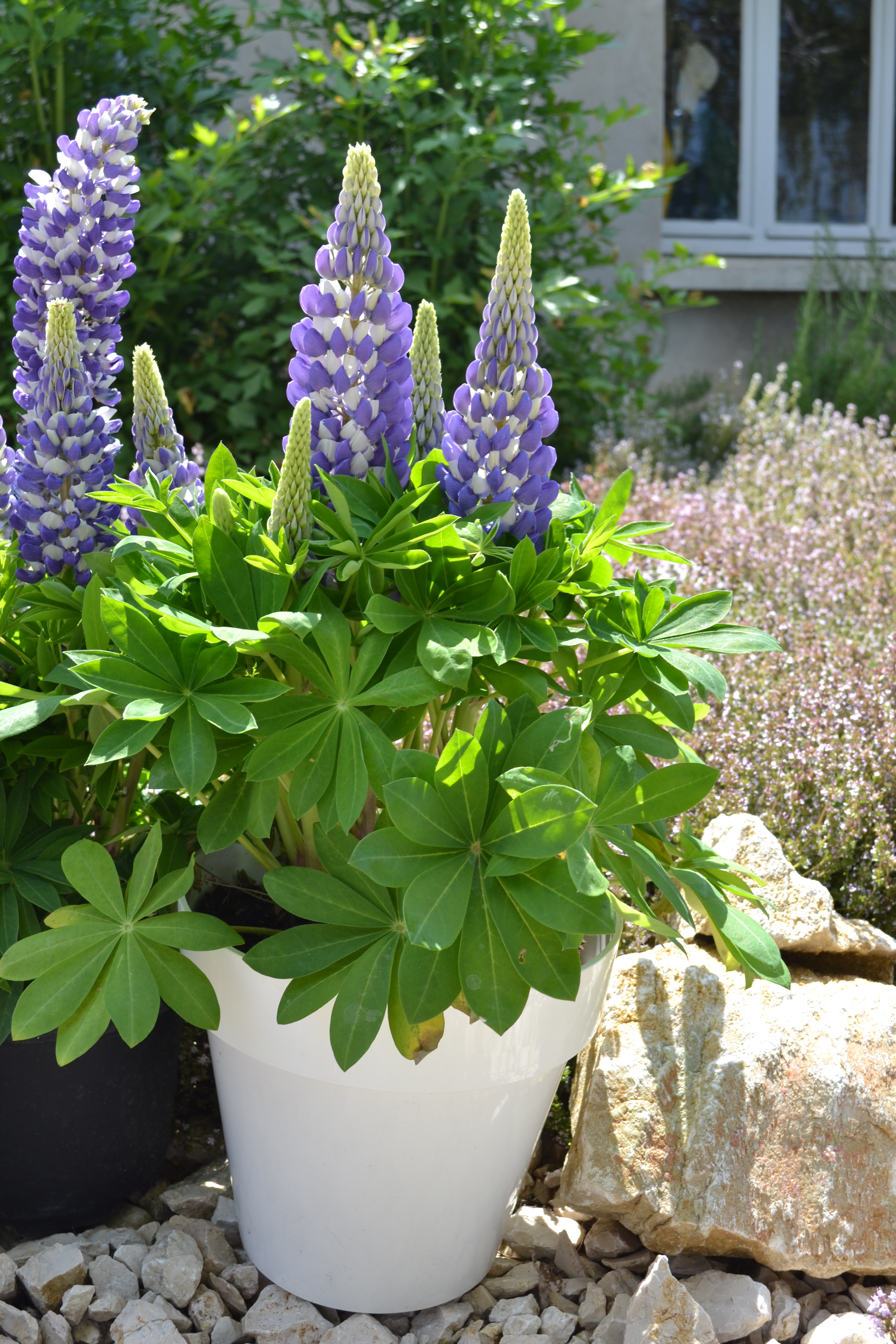 Lupinus polyphyllus Mini Gallery Bicolor Blue