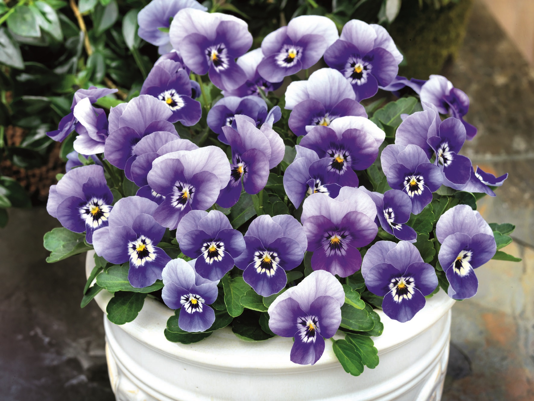 Viola cornuta F1 Admire Marina