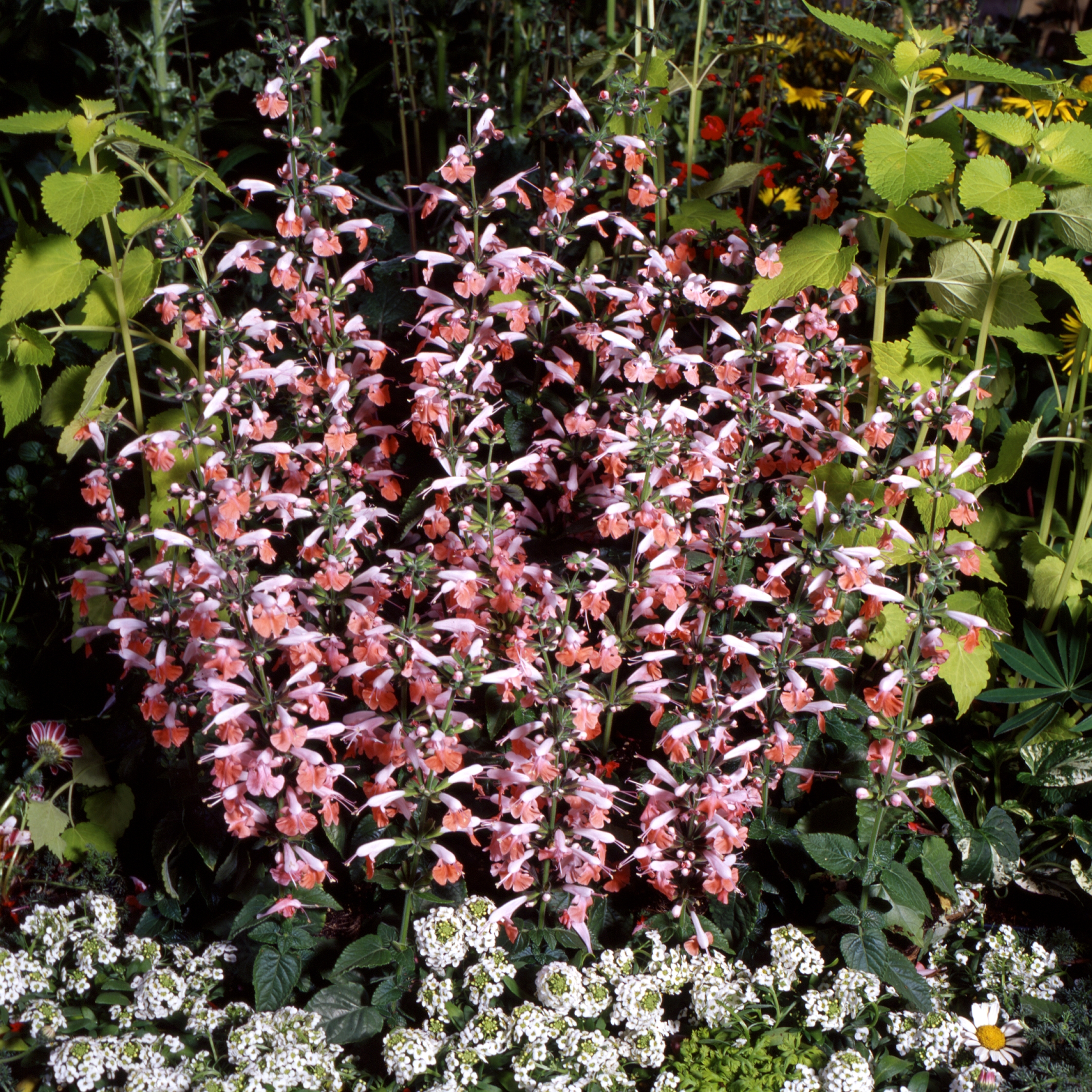 Salvia coccinea Hummingbird Coral Nymph