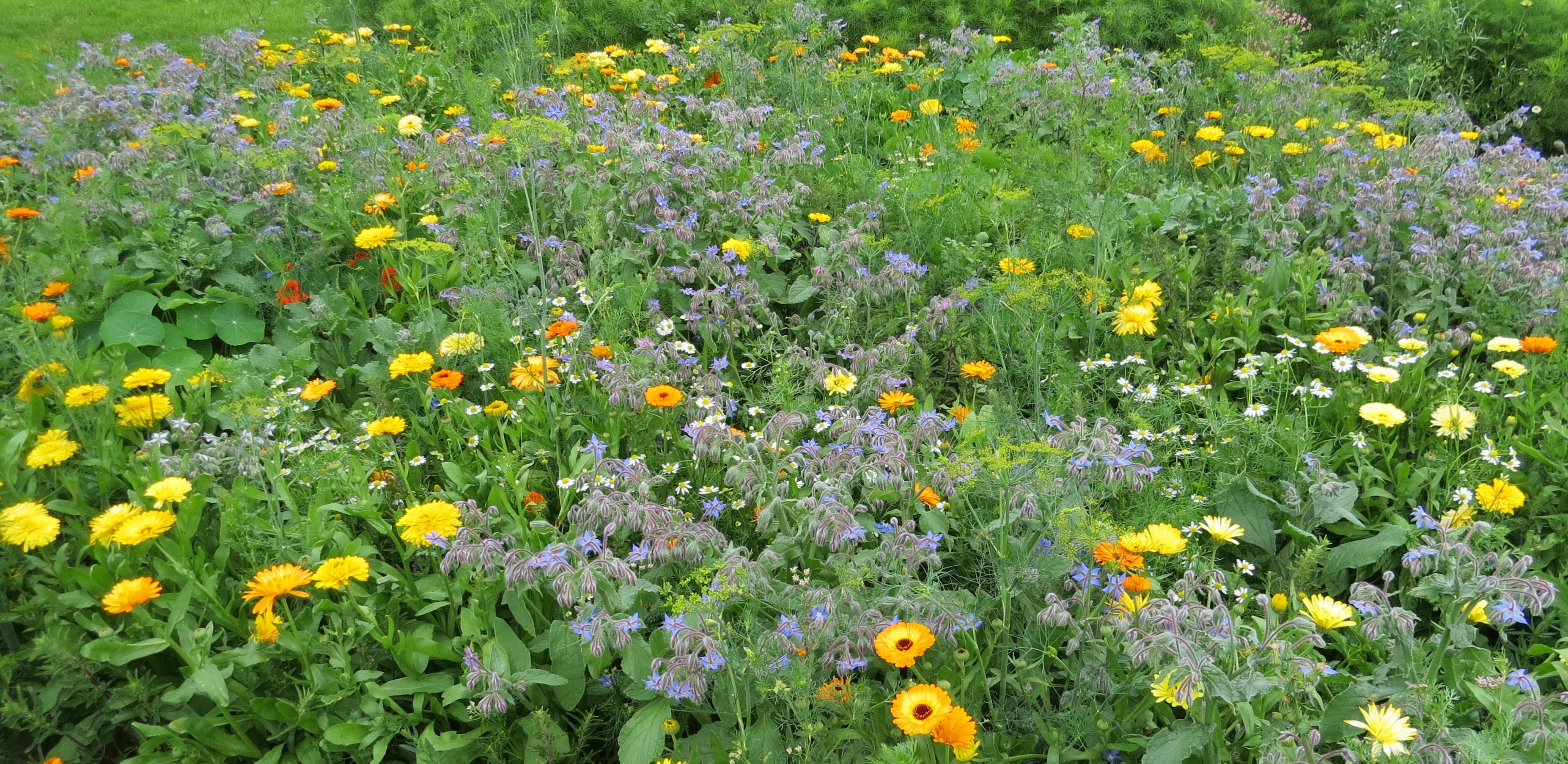 Blumenmischungen Pfarrgarten