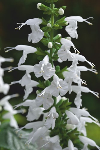 Salvia coccinea Sommer Juwel Weiß