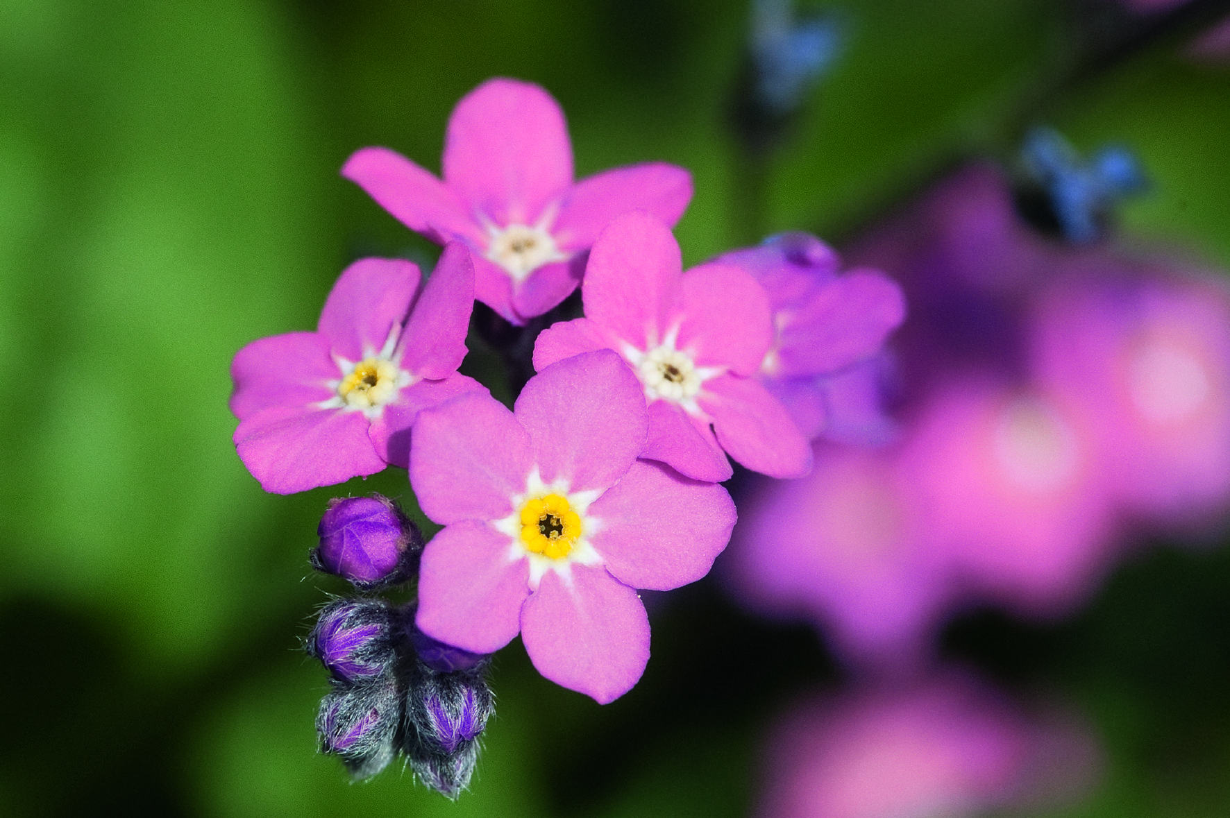 Myosotis sylvatica Sylva Rosylva