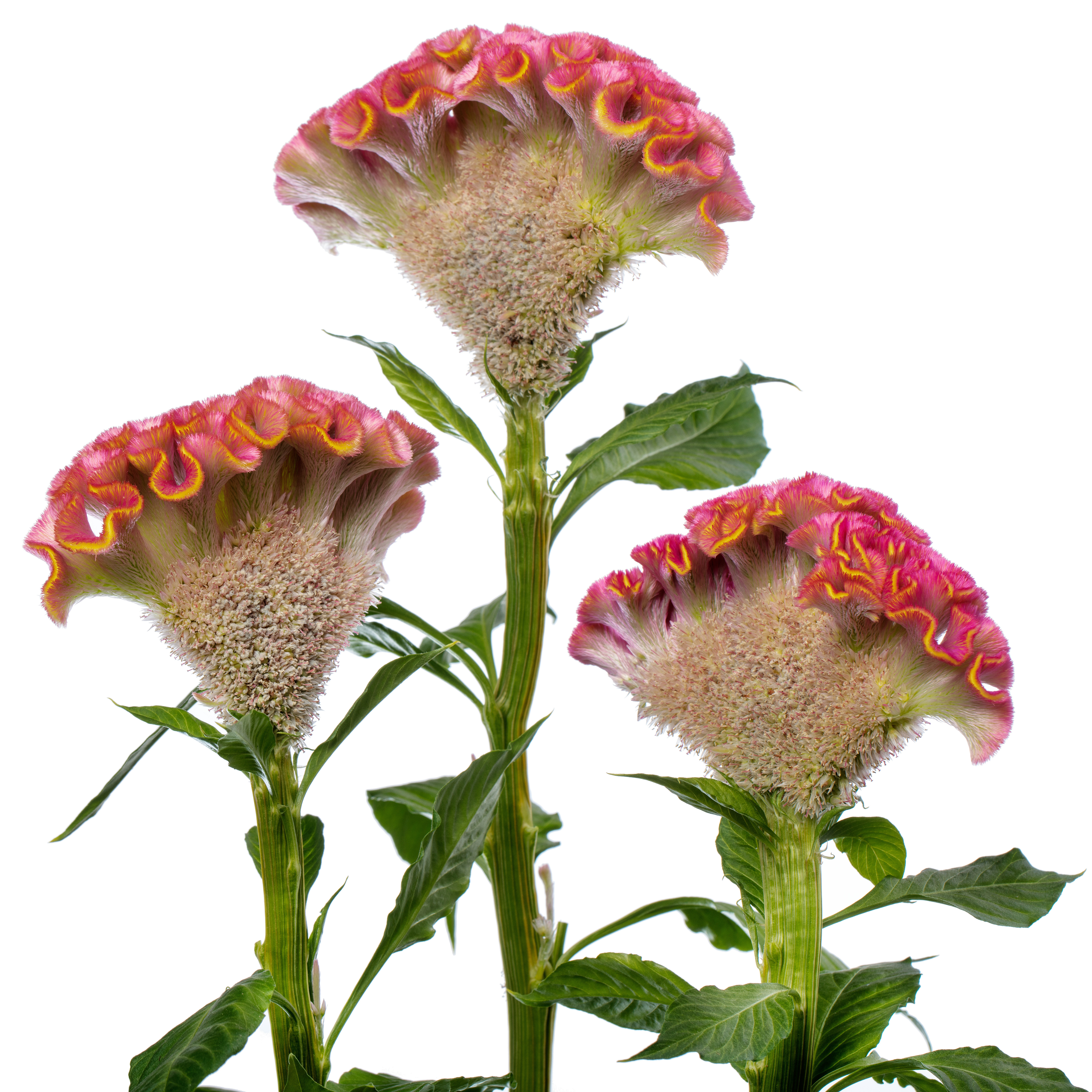 Celosia argentea cristata Act Ziva, pink