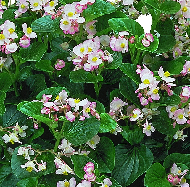 Begonia semperflorens Pillen F1 Inferno Apfelblüte, pilliert