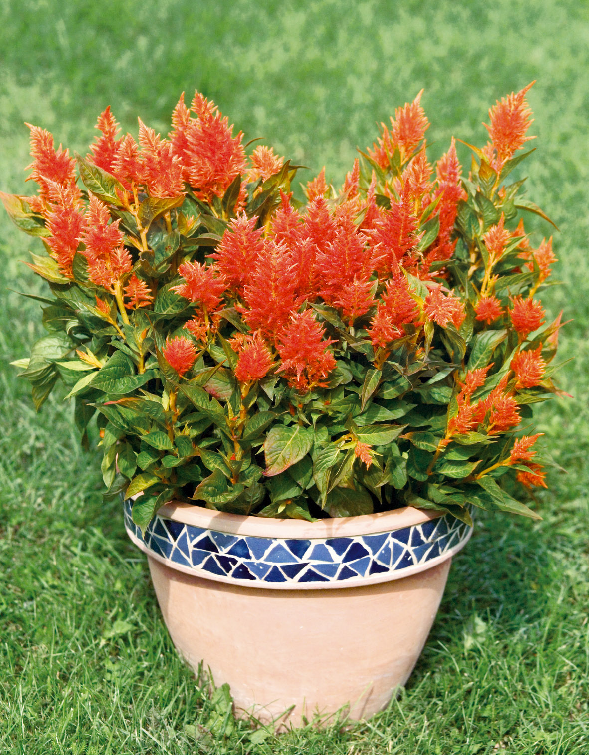 Celosia  plumosa Fresh Look Orange