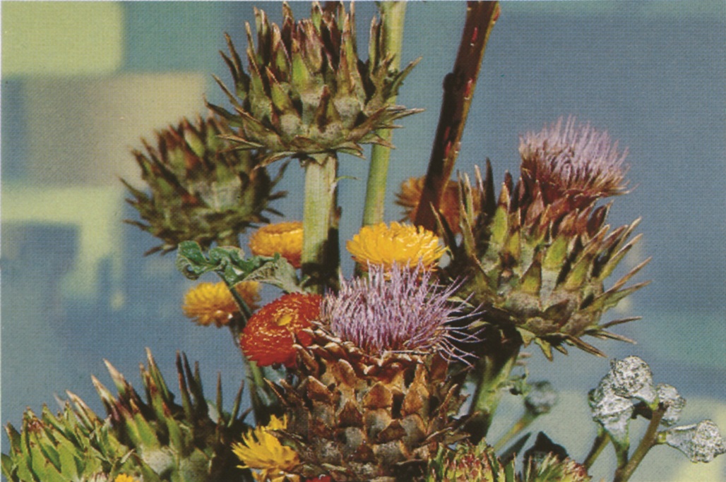 Cynara cardunculus