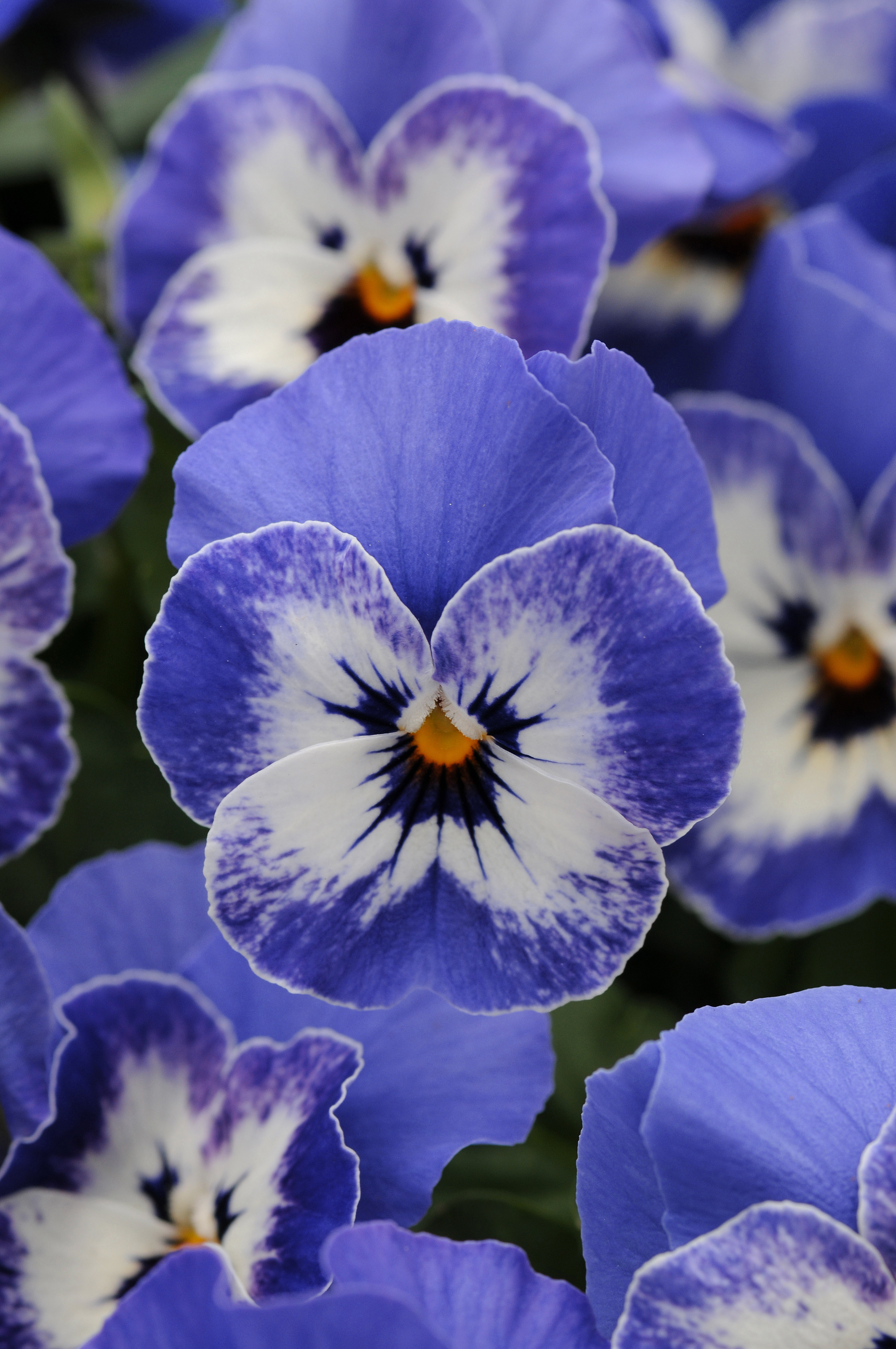 Viola cornuta F1 Sorbet XP Delft Blue