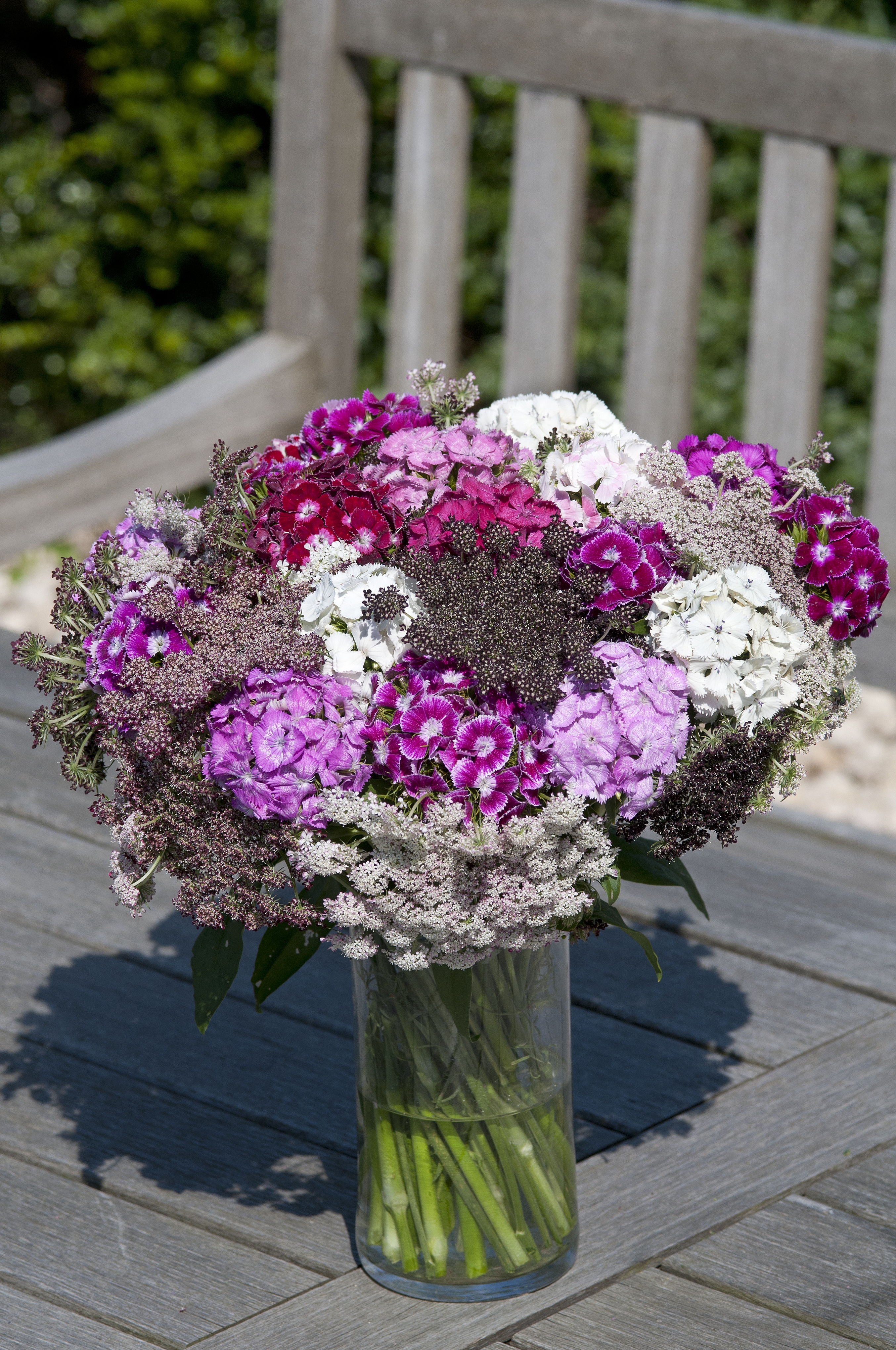 Dianthus barbatus F1 Hollandia Mischung