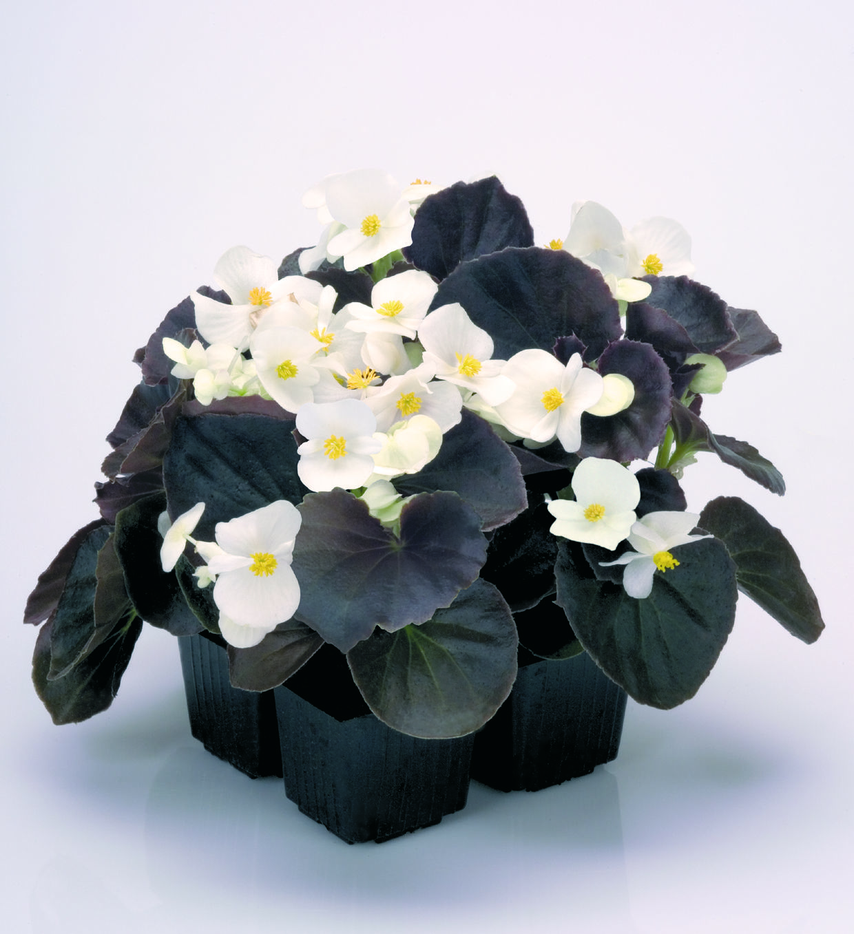 Begonia semperflorens F1 Nightlife Weiß, pilliert