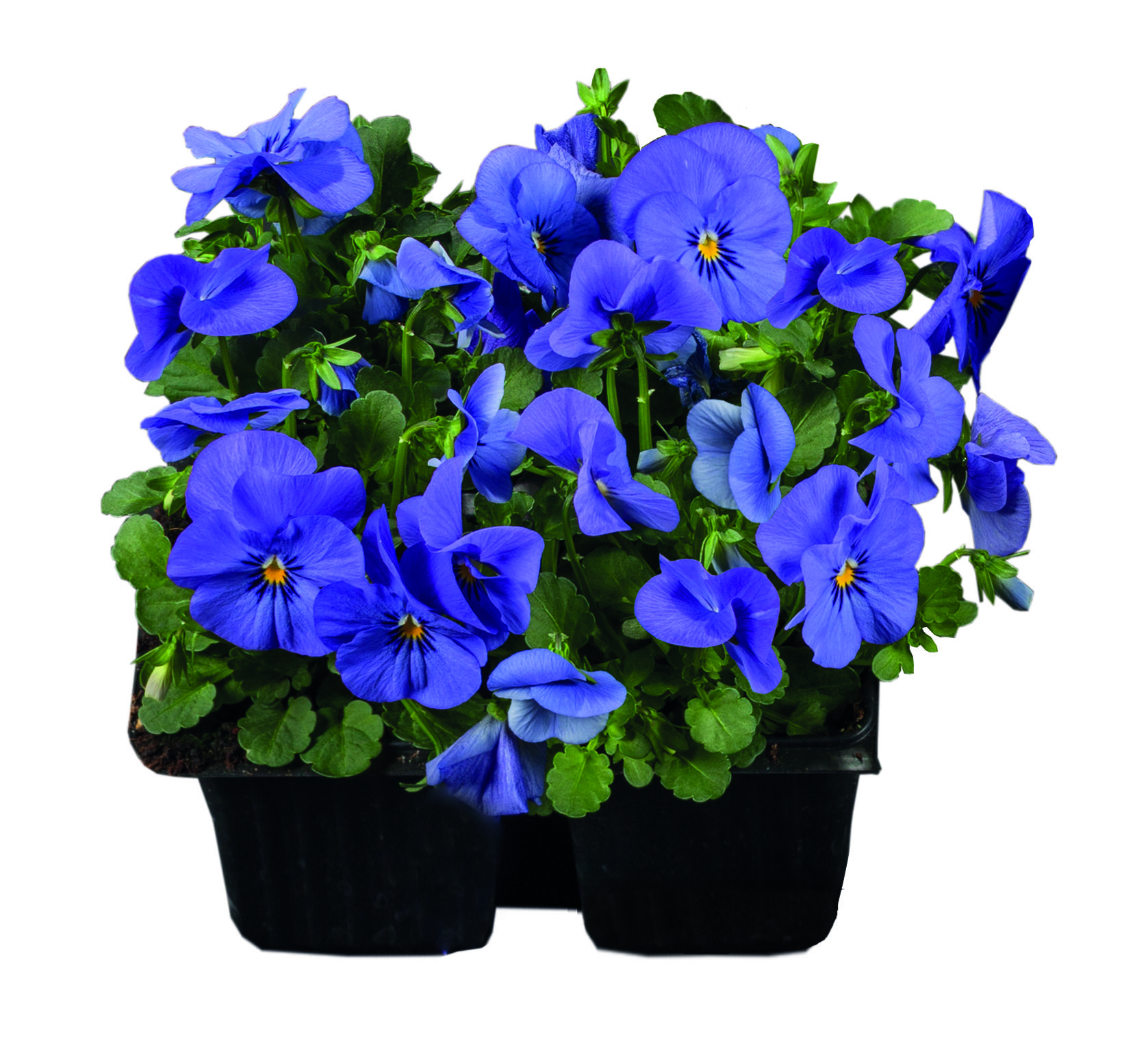 Viola cornuta F1 Admire Blau