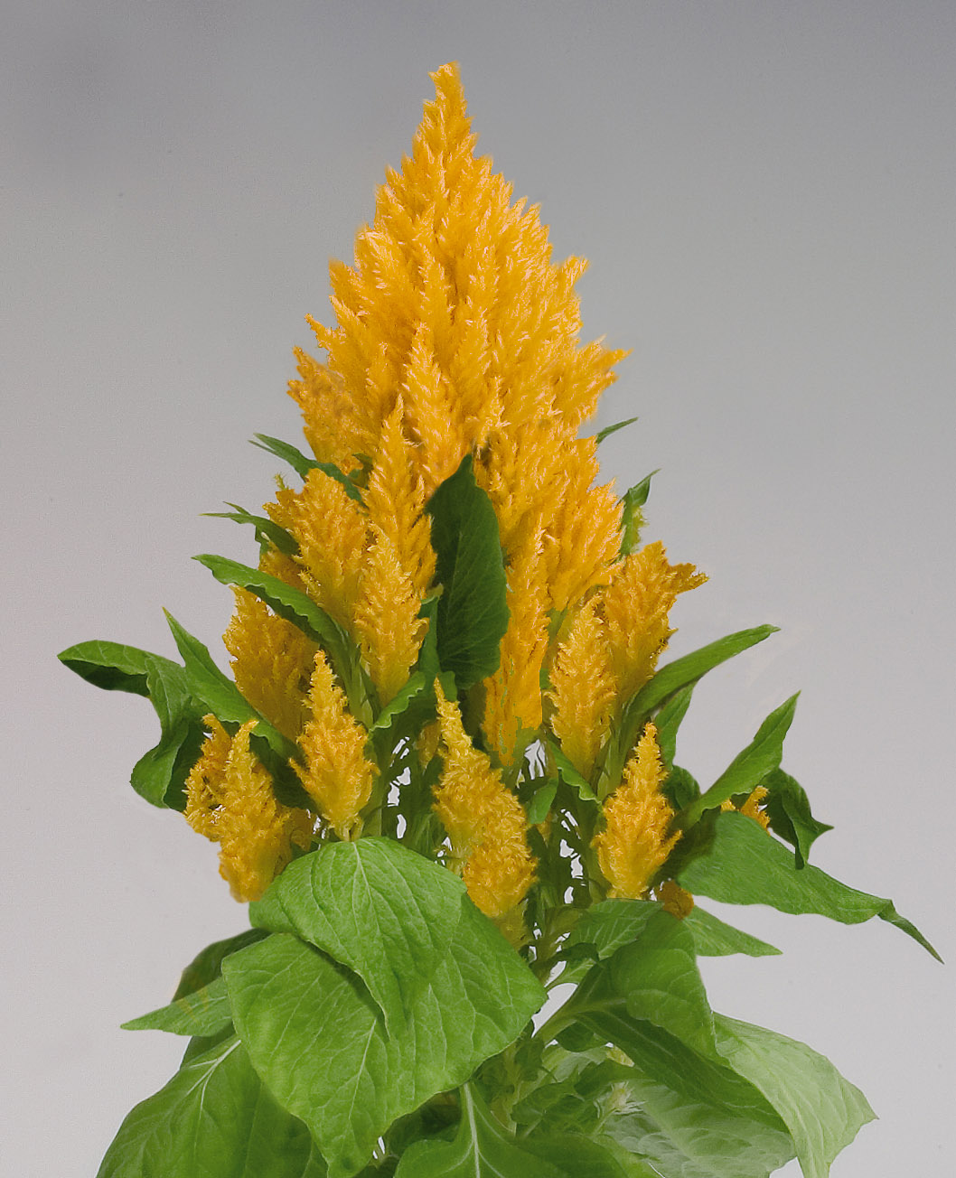 Celosia plumosa Fresh Look Gelb