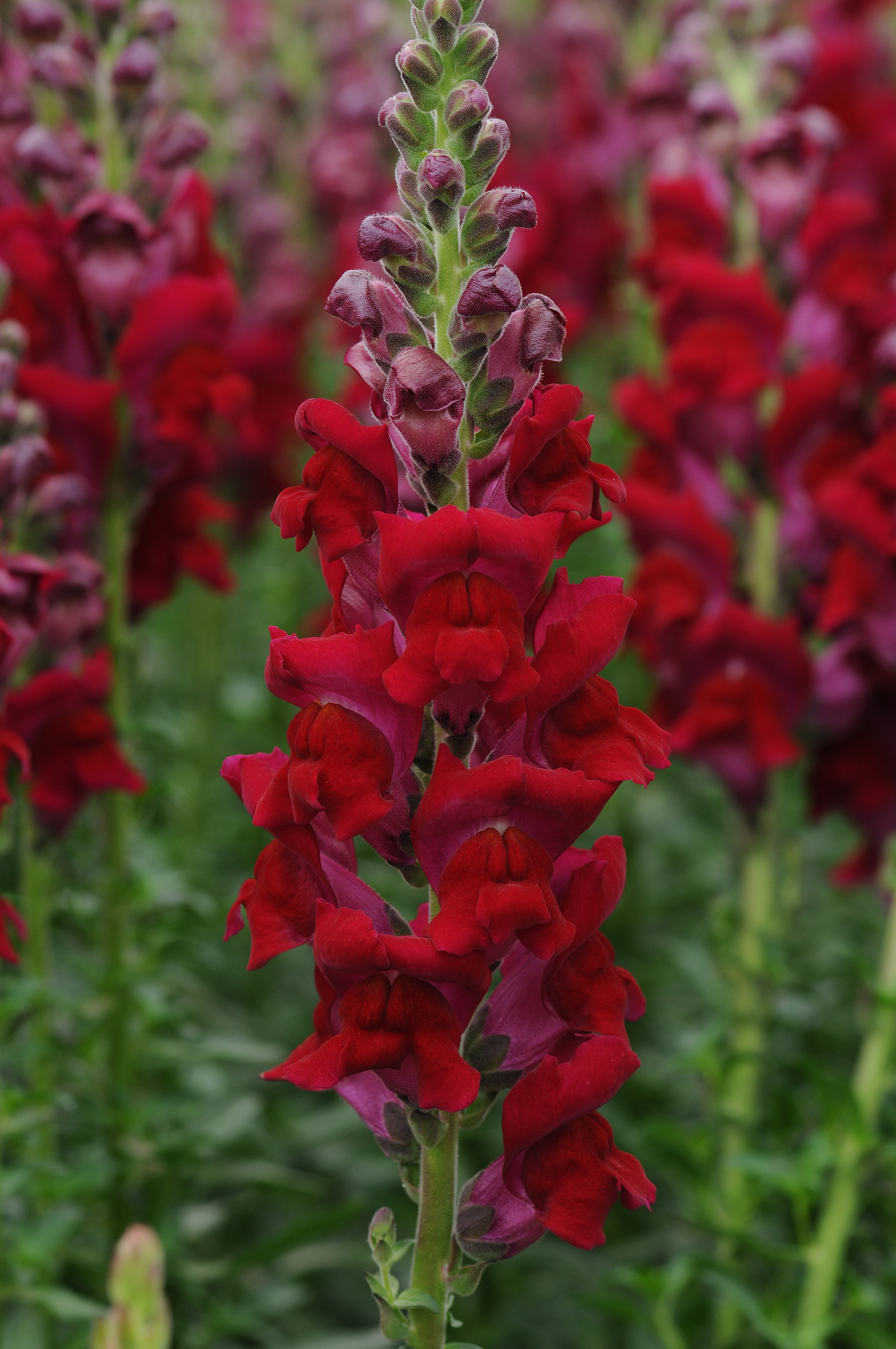 Antirrhinum majus Potomac Rot