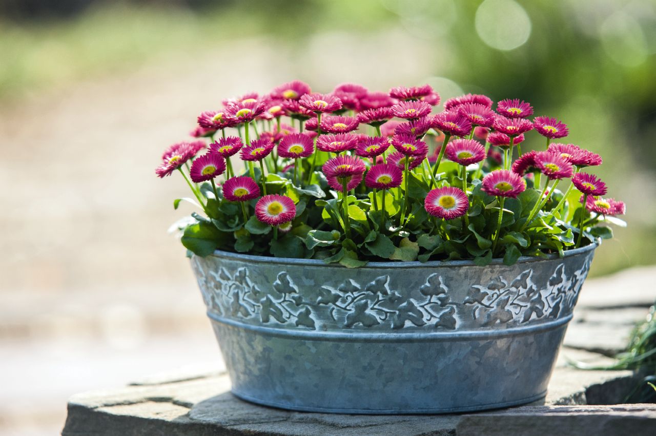 Bellis perennis Speedstar Rosa, pilliert