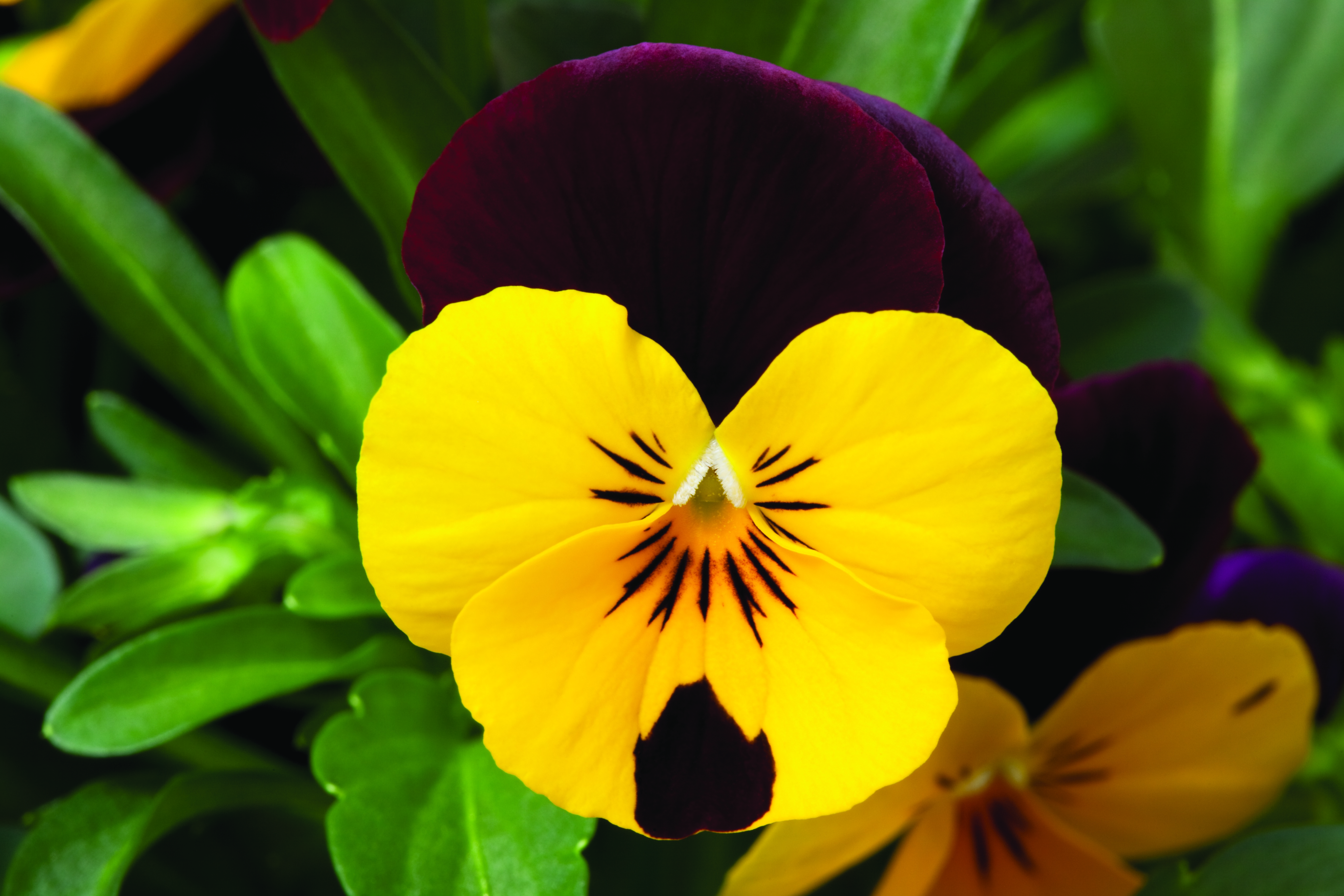 Viola cornuta F1 Penny Yellow Red Wing