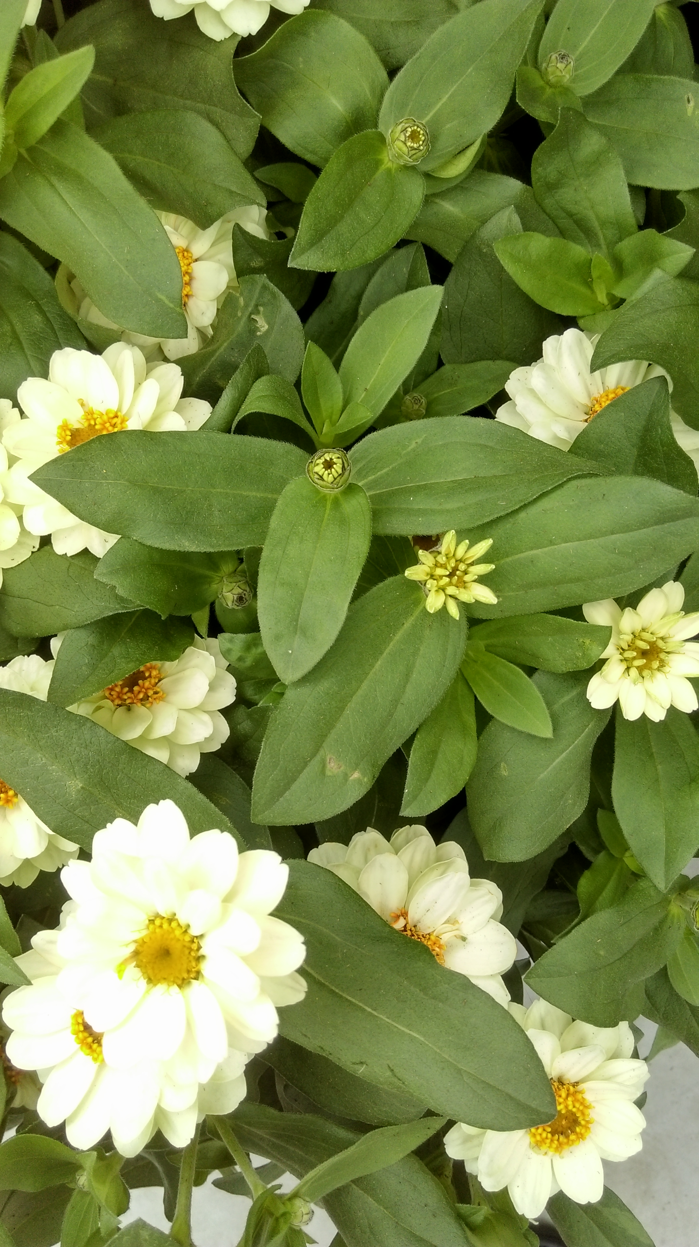 Zinnia angustifolia F1 Profusion Double Weiß