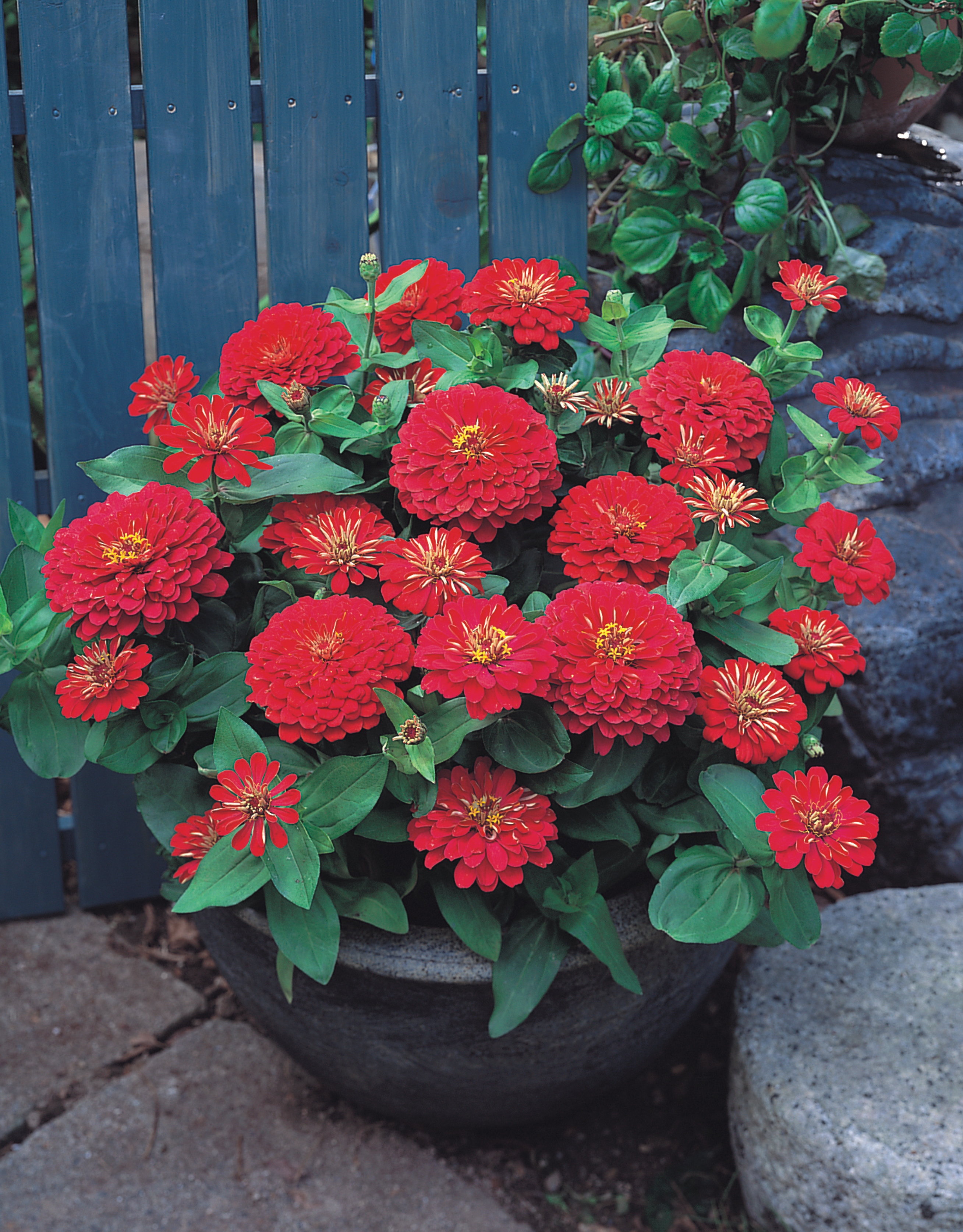 Zinnia elegans F1 Dreamland Rot