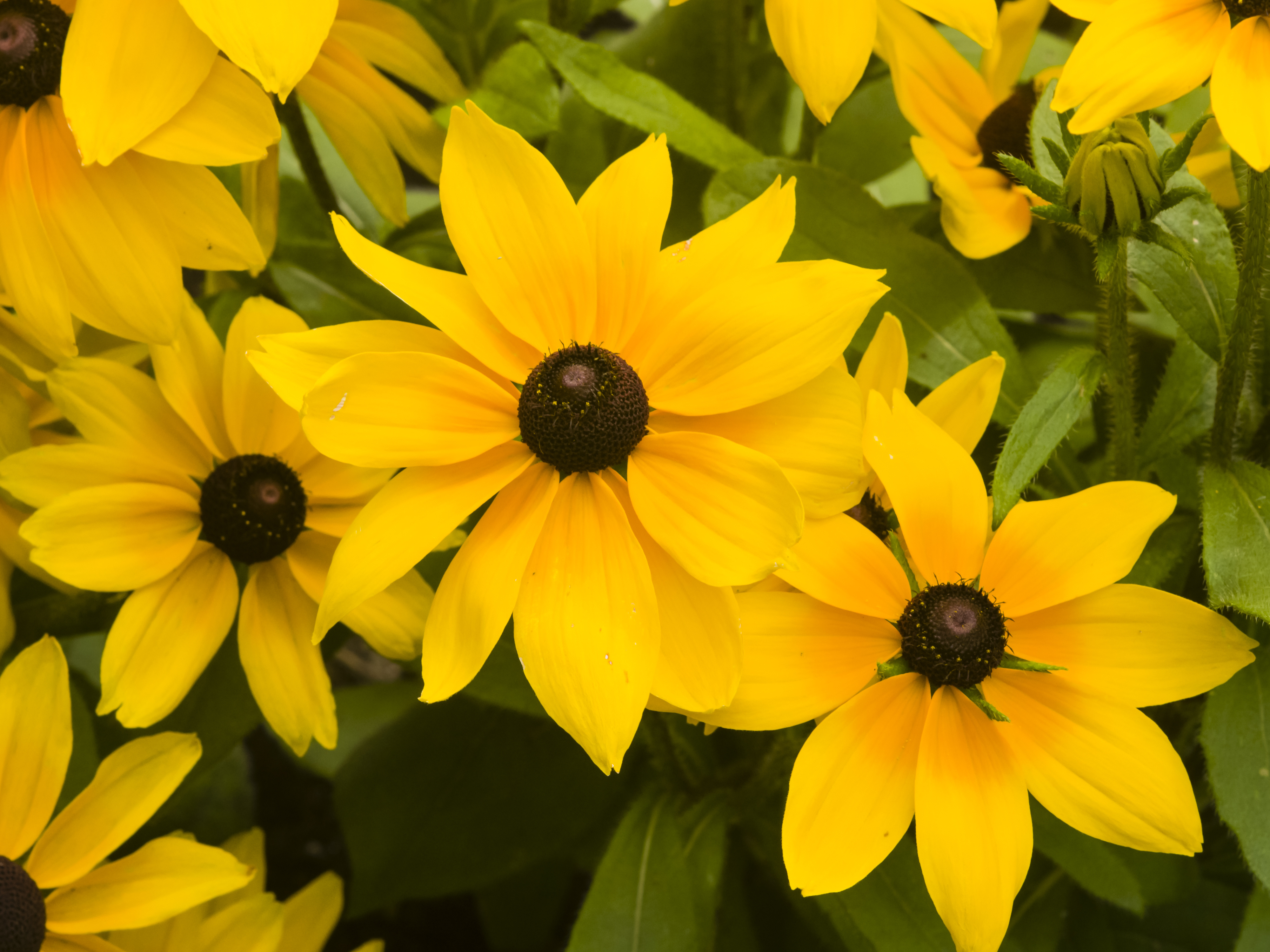 Rudbeckia hirta Indian Summer