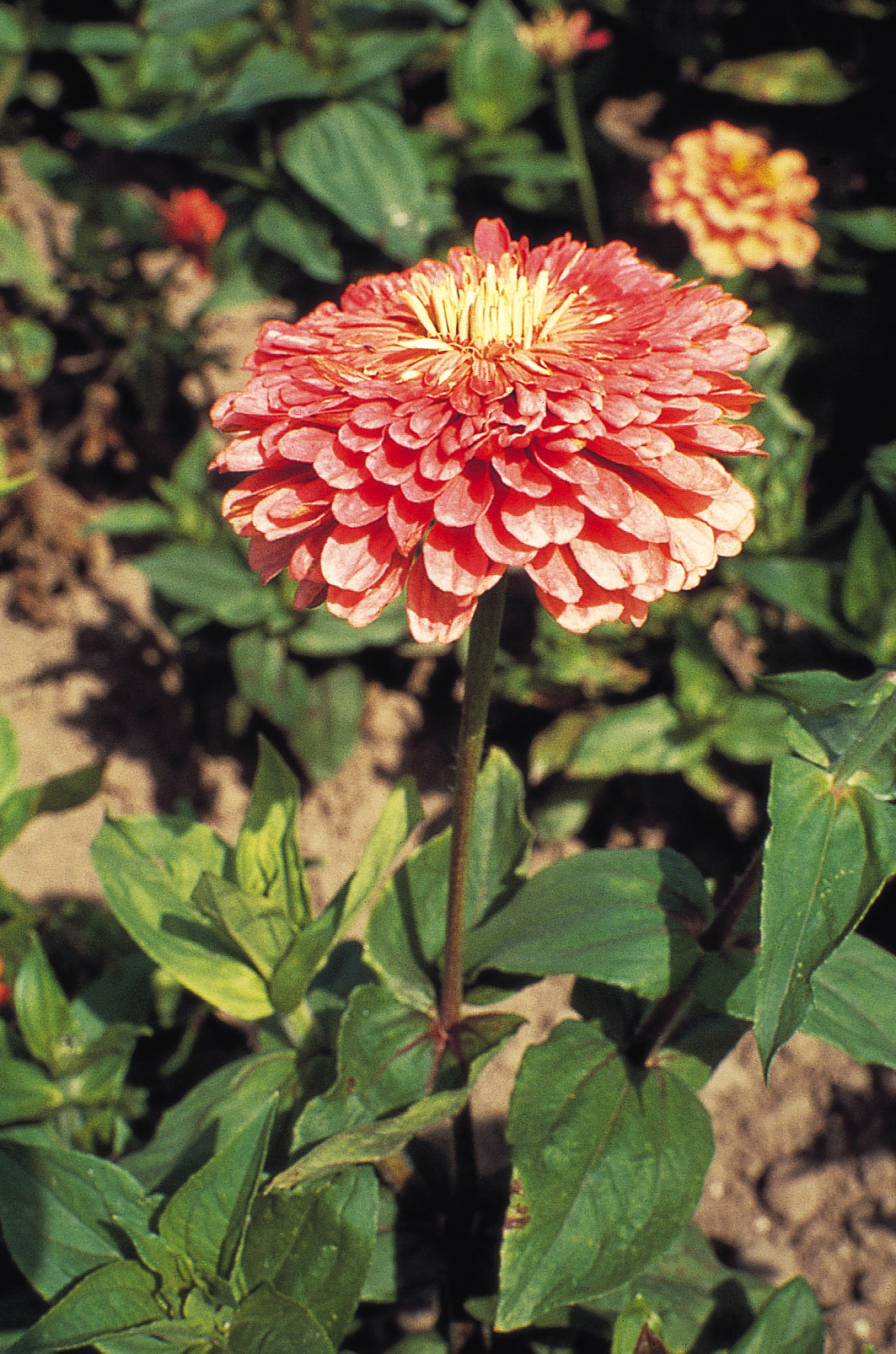 Zinnia elegans Dahlienblütige Riesen Lachs, Eldorado