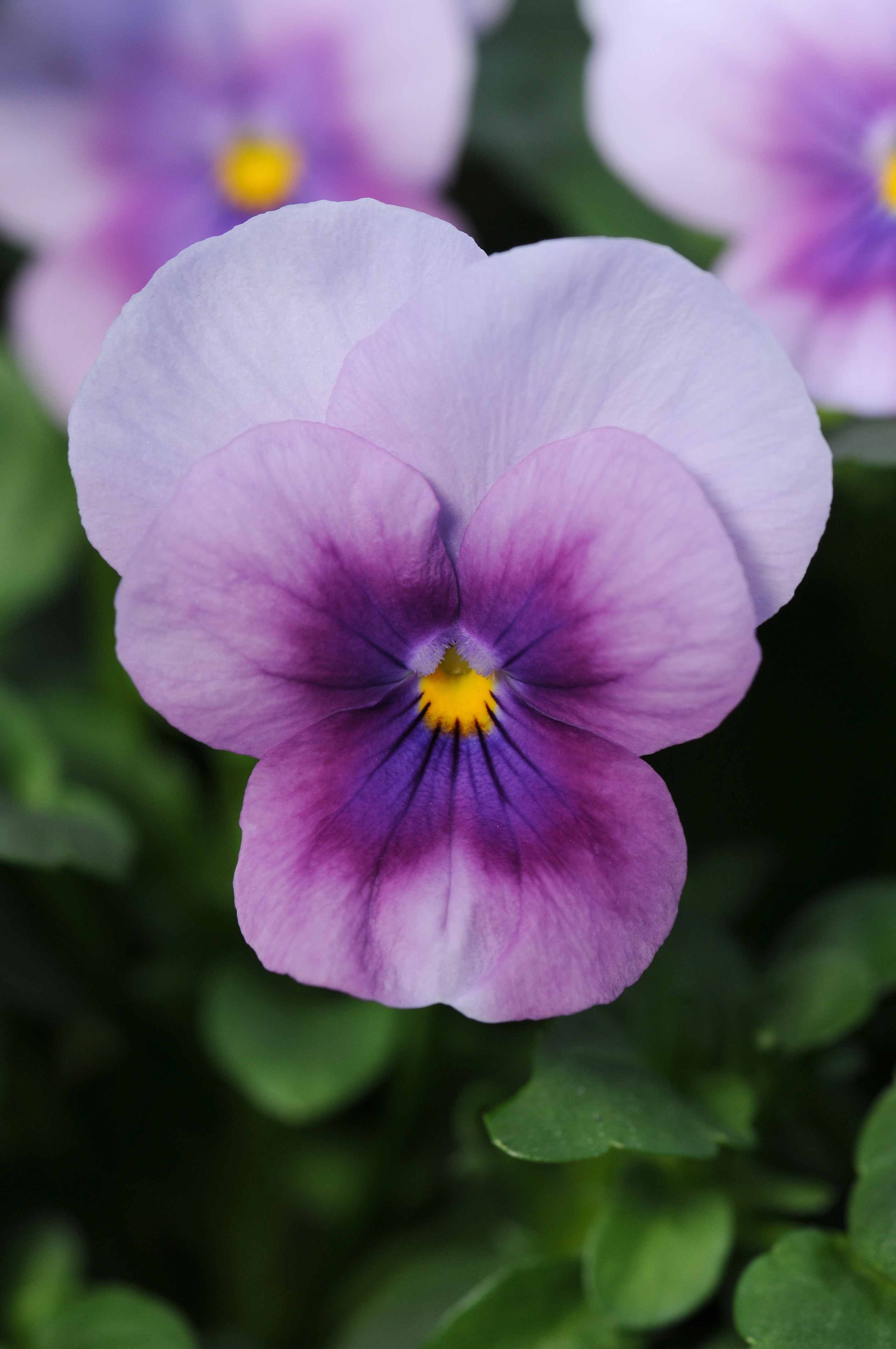 Viola cornuta F1 Sorbet Orchid Rose Beacon