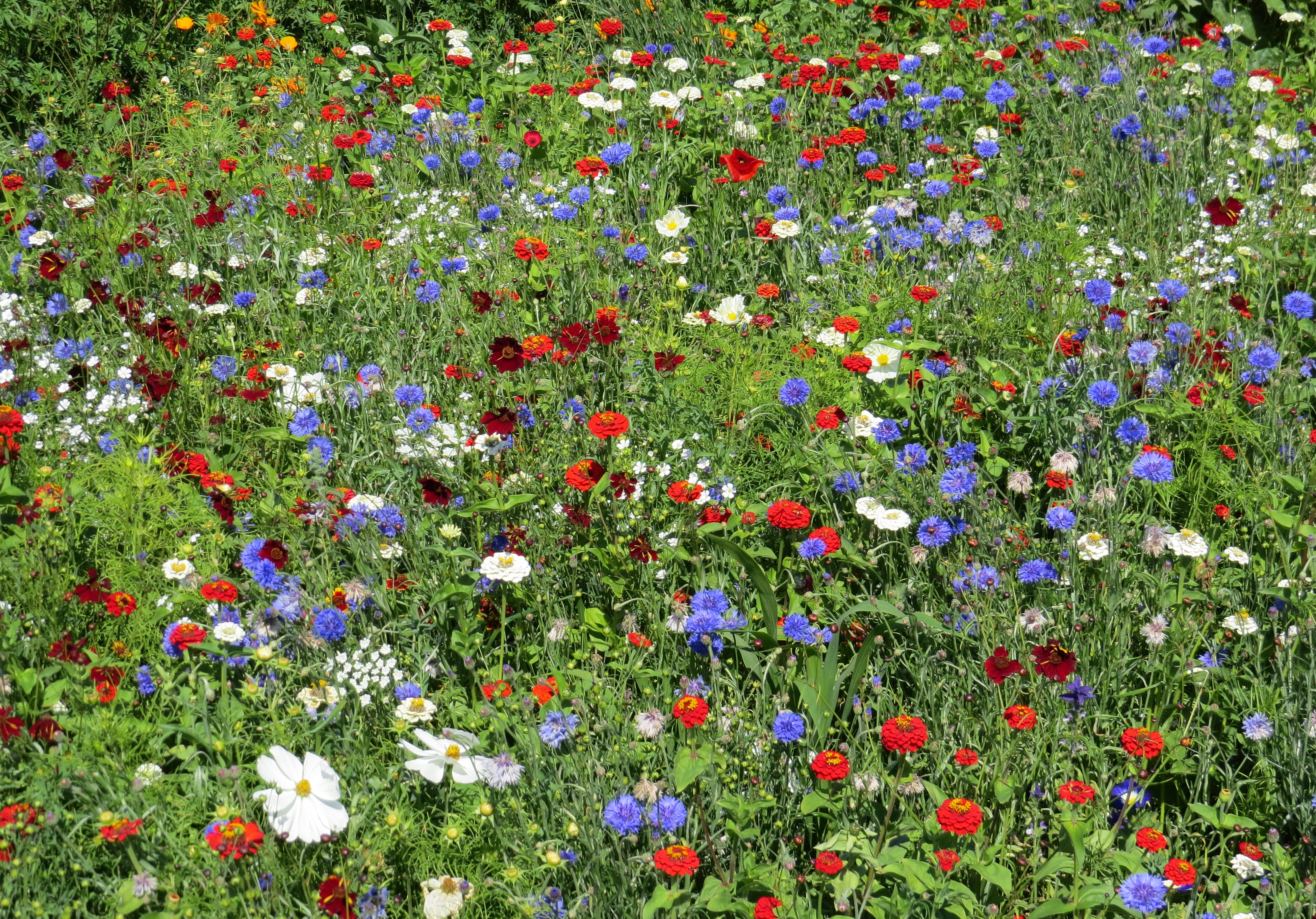 Blumenmischungen Sommermischung dreifarbig