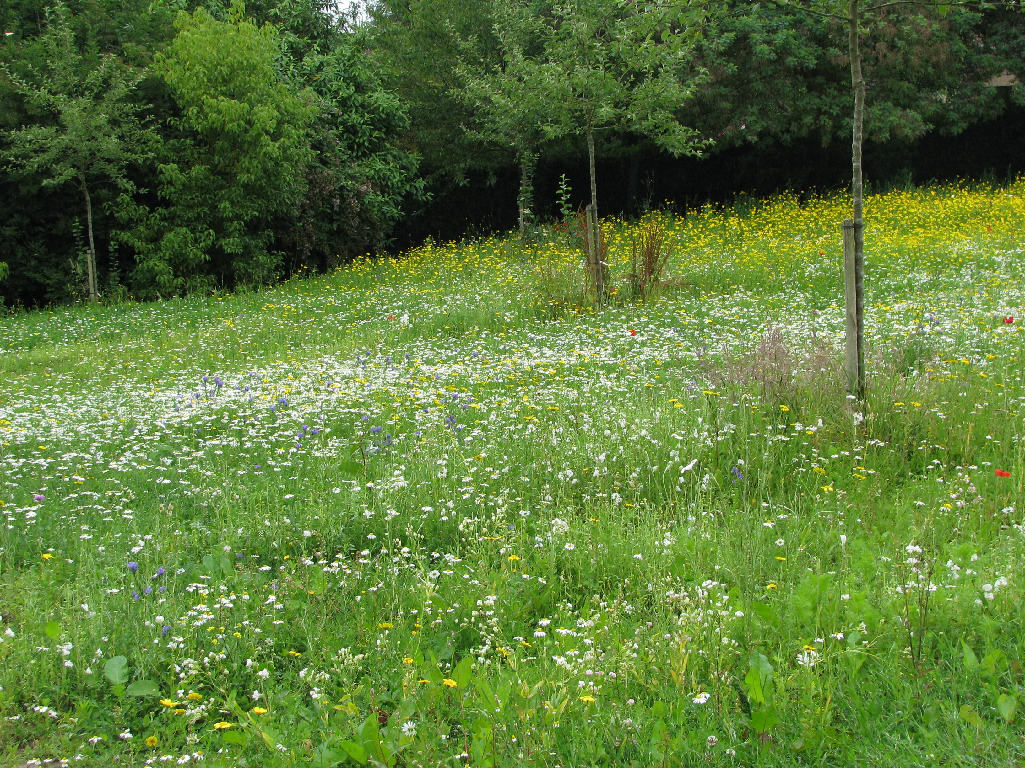 Blumenmischungen Feldblumen