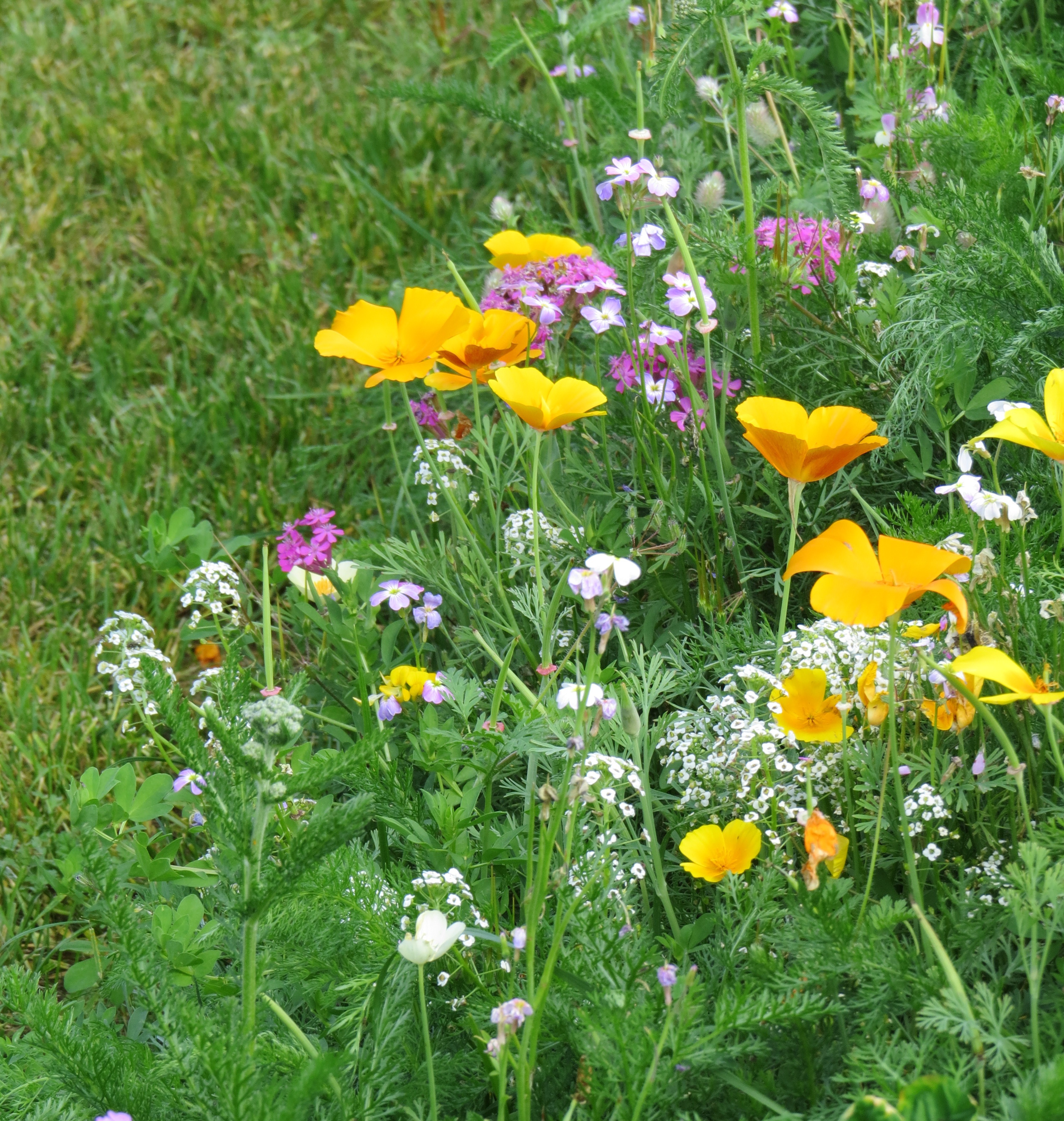 Blumenmischungen Wegbegleiter