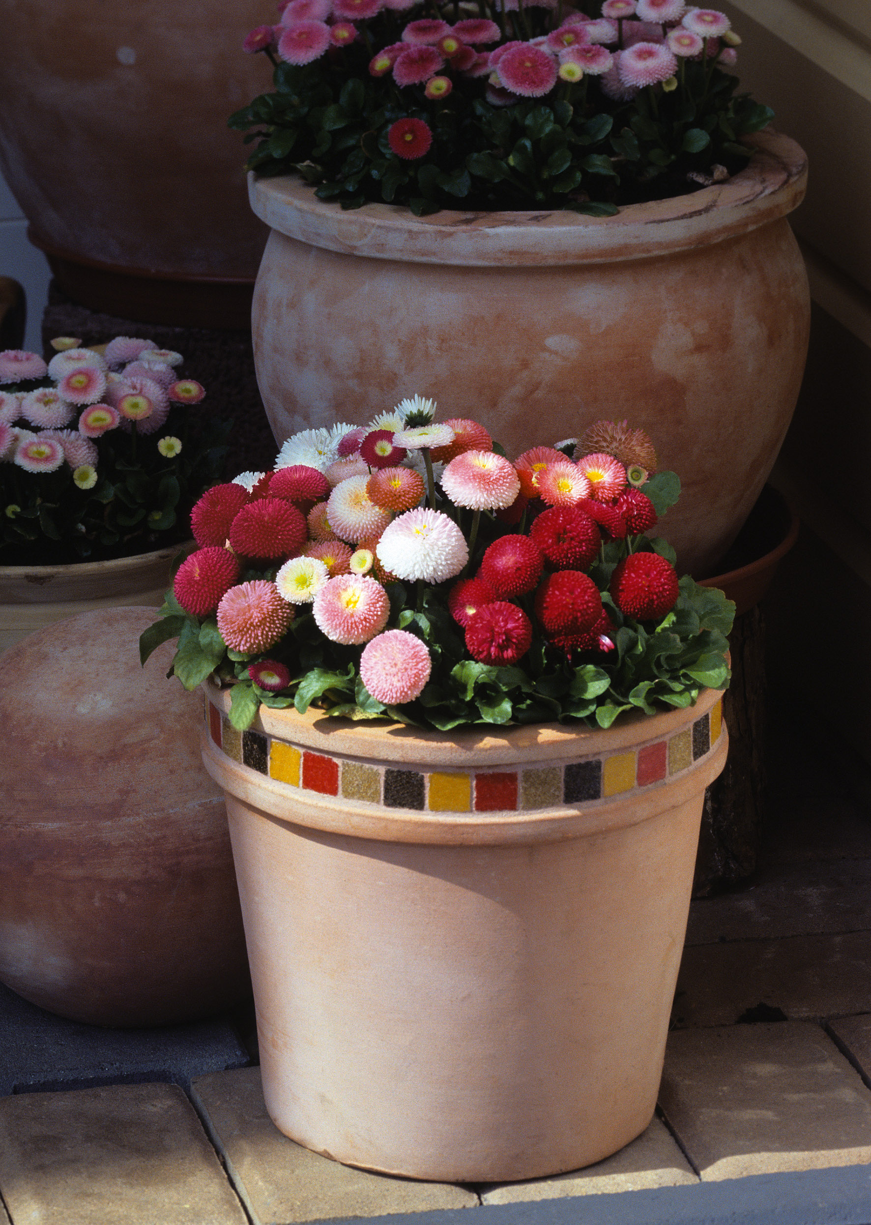 Bellis perennis Tasso Mischung