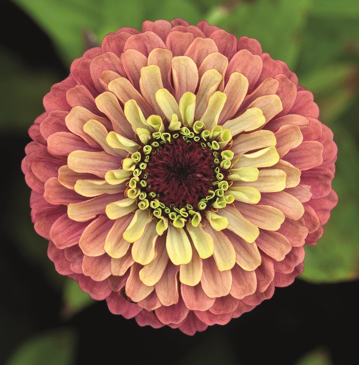 Zinnia elegans Queeny Red Lime