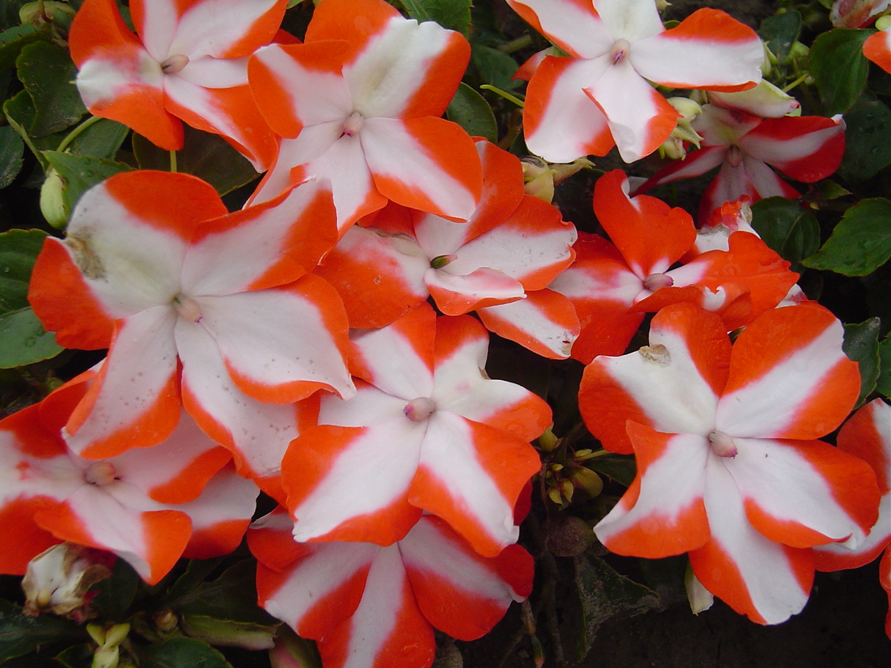 Impatiens walleriana F1 Balance Orange Star