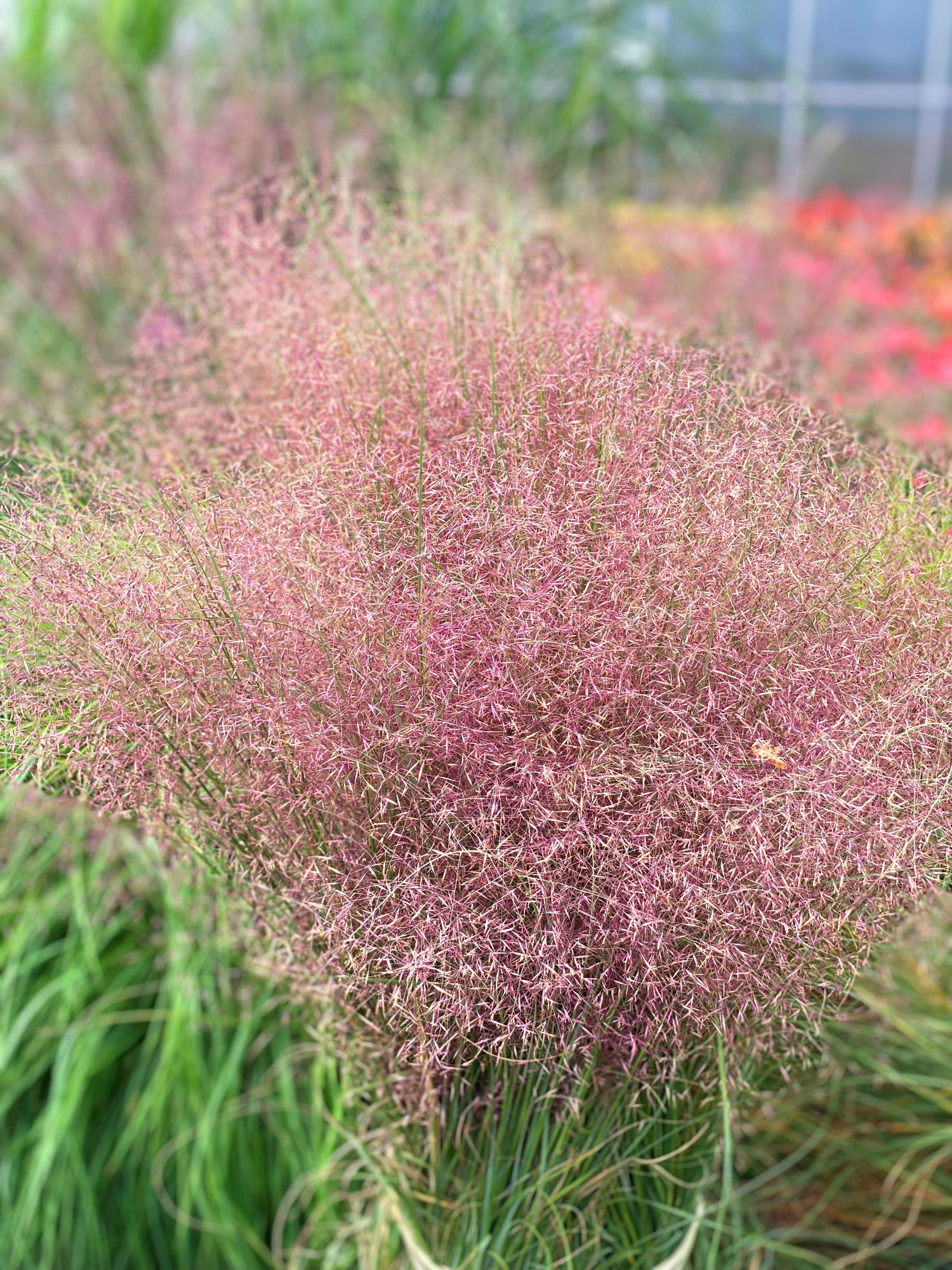 Muhlenbergia reverchonii Rosy