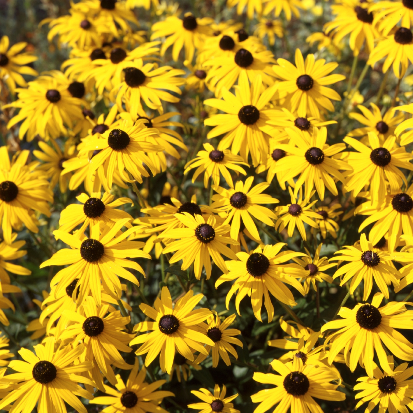 Rudbeckia fulgida Goldsturm