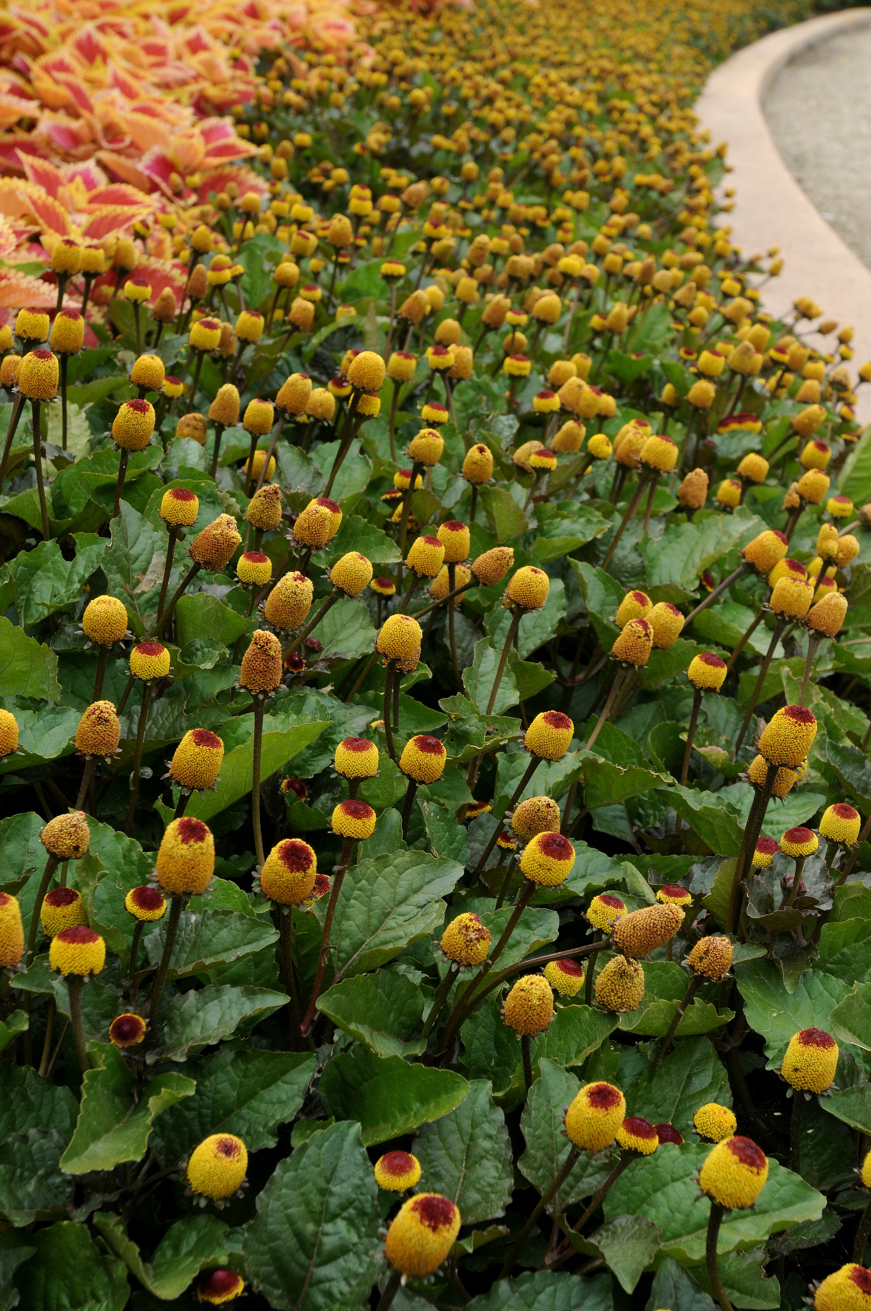 Spilanthes oleracea Peek-a-Boo, gecoated