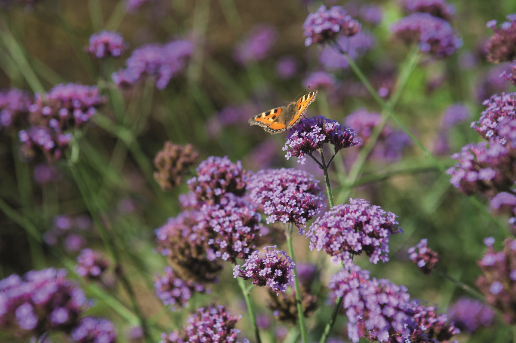 Verbena bonariensis Finesse