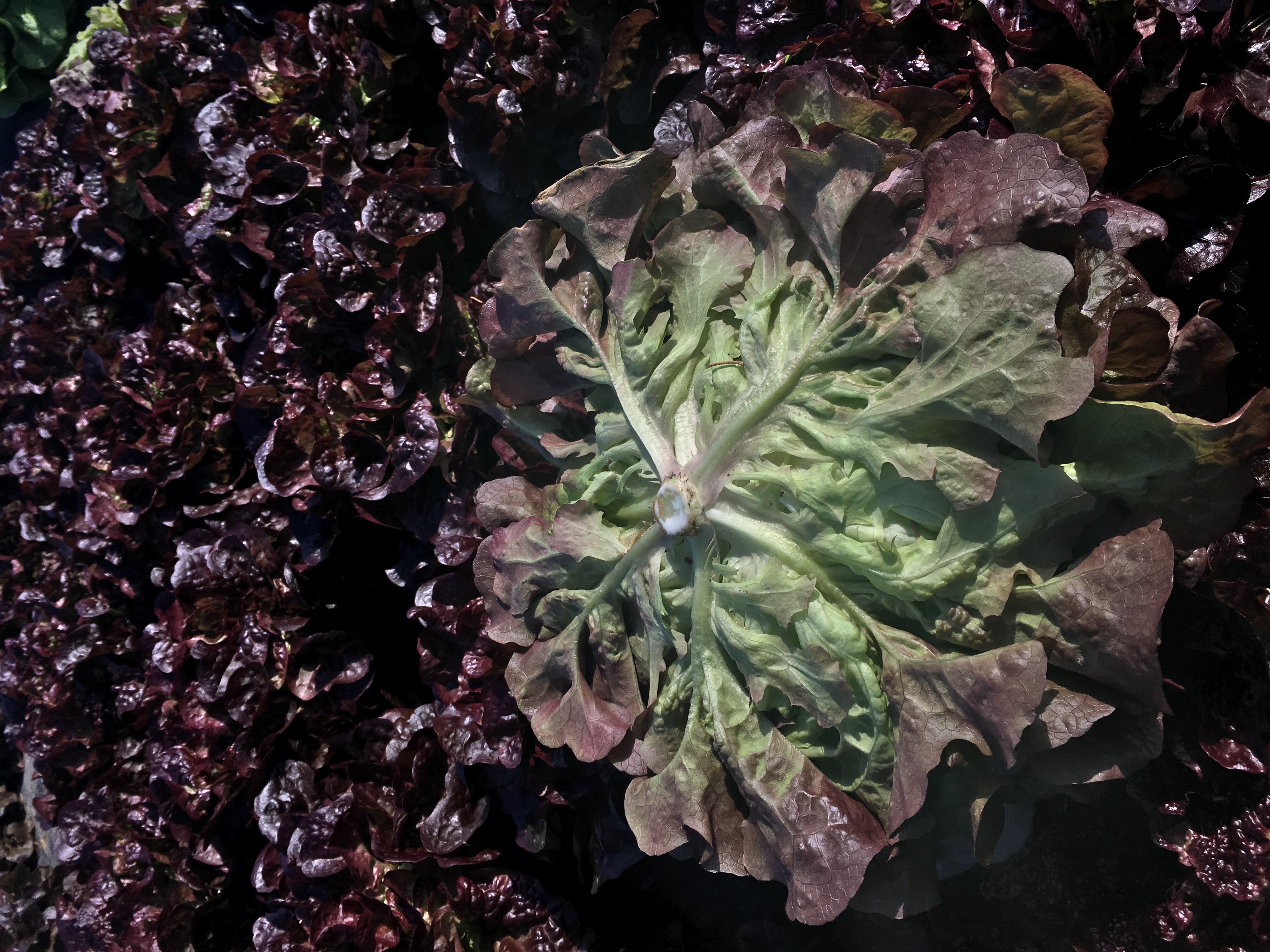 Pflücksalat Veladero (Eichblatt rot), Erdtopfpillen