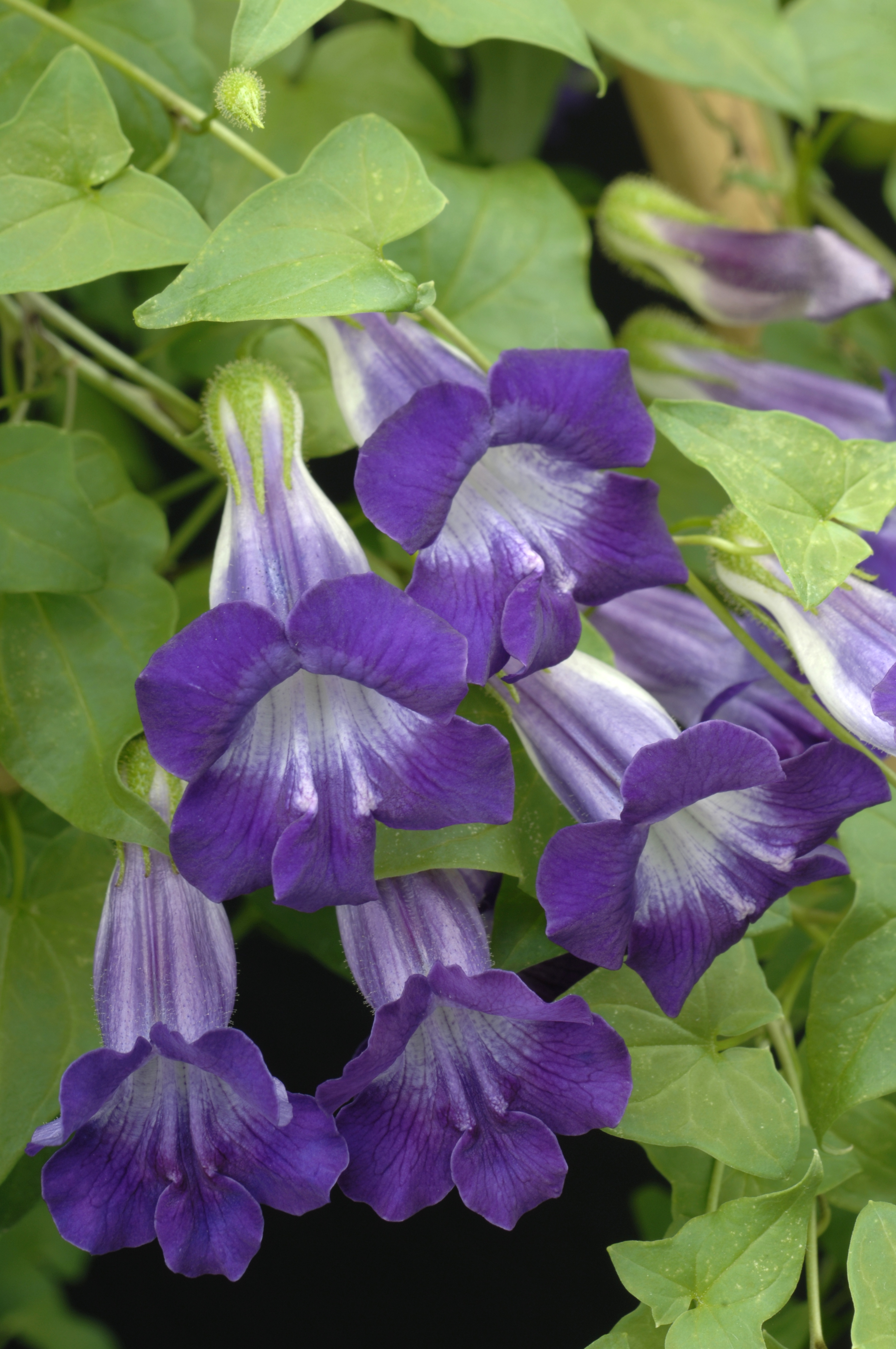 Asarina scandens