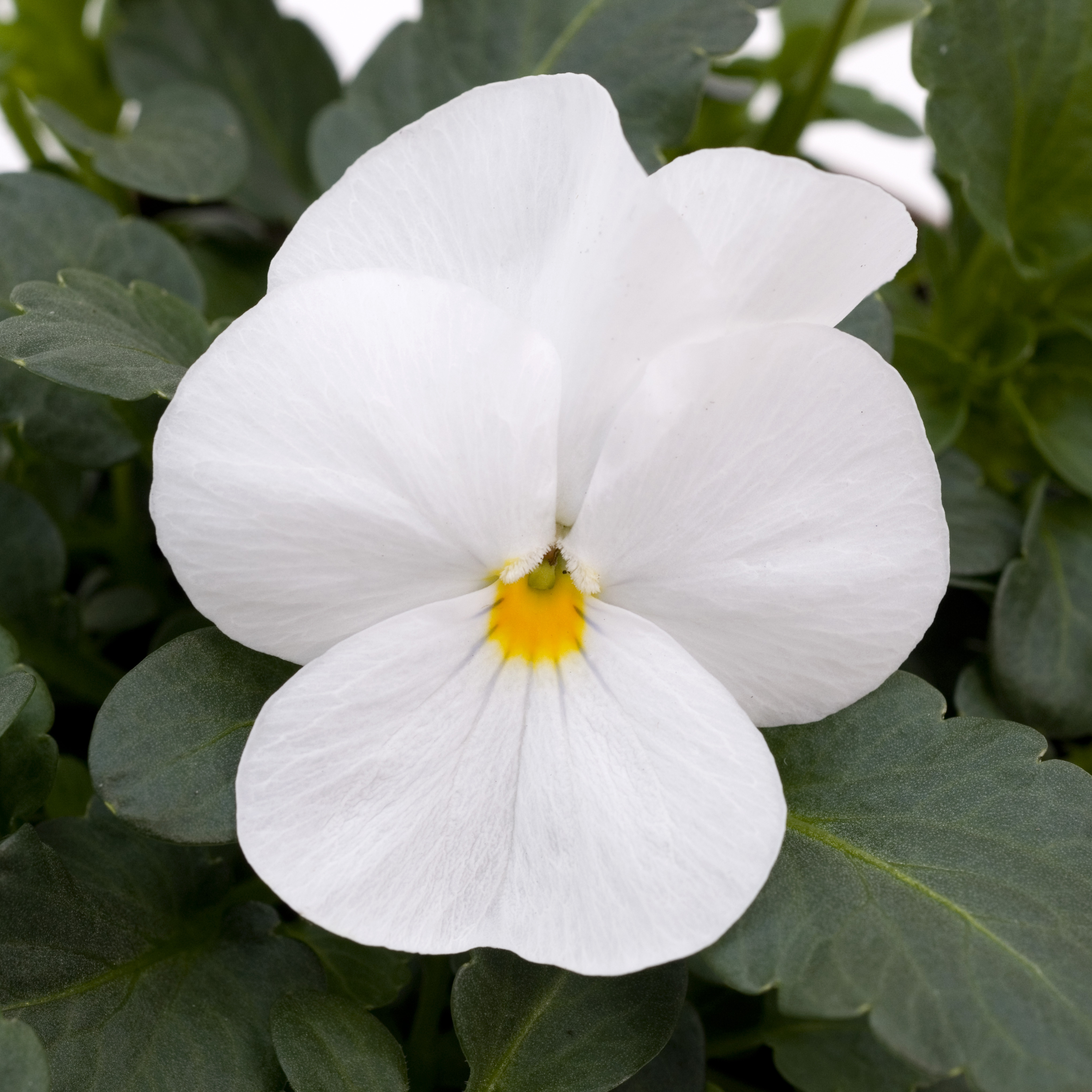 Viola cornuta F1 Sorbet XP Reinweiß