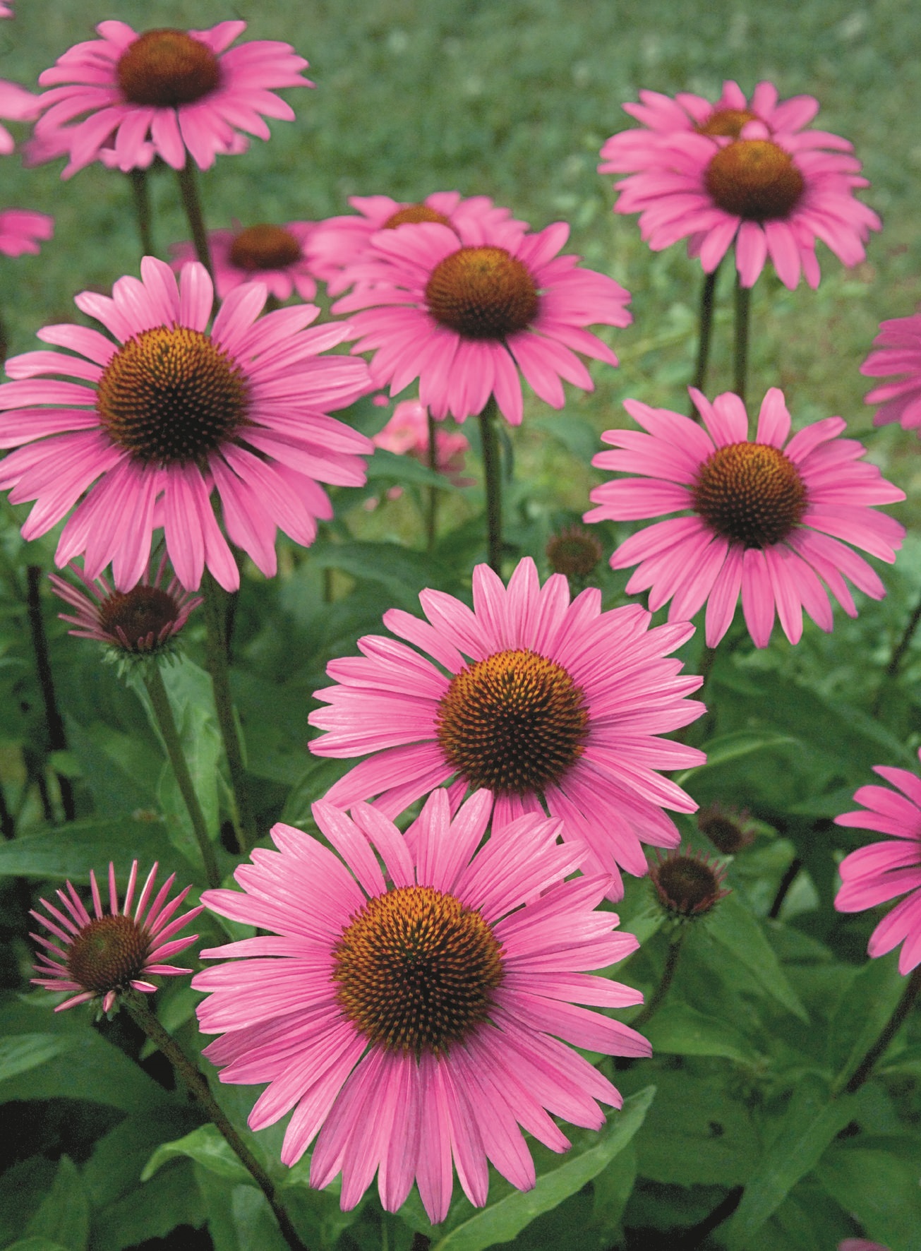 Echinacea purpurea Primadonna Dunkelrosa