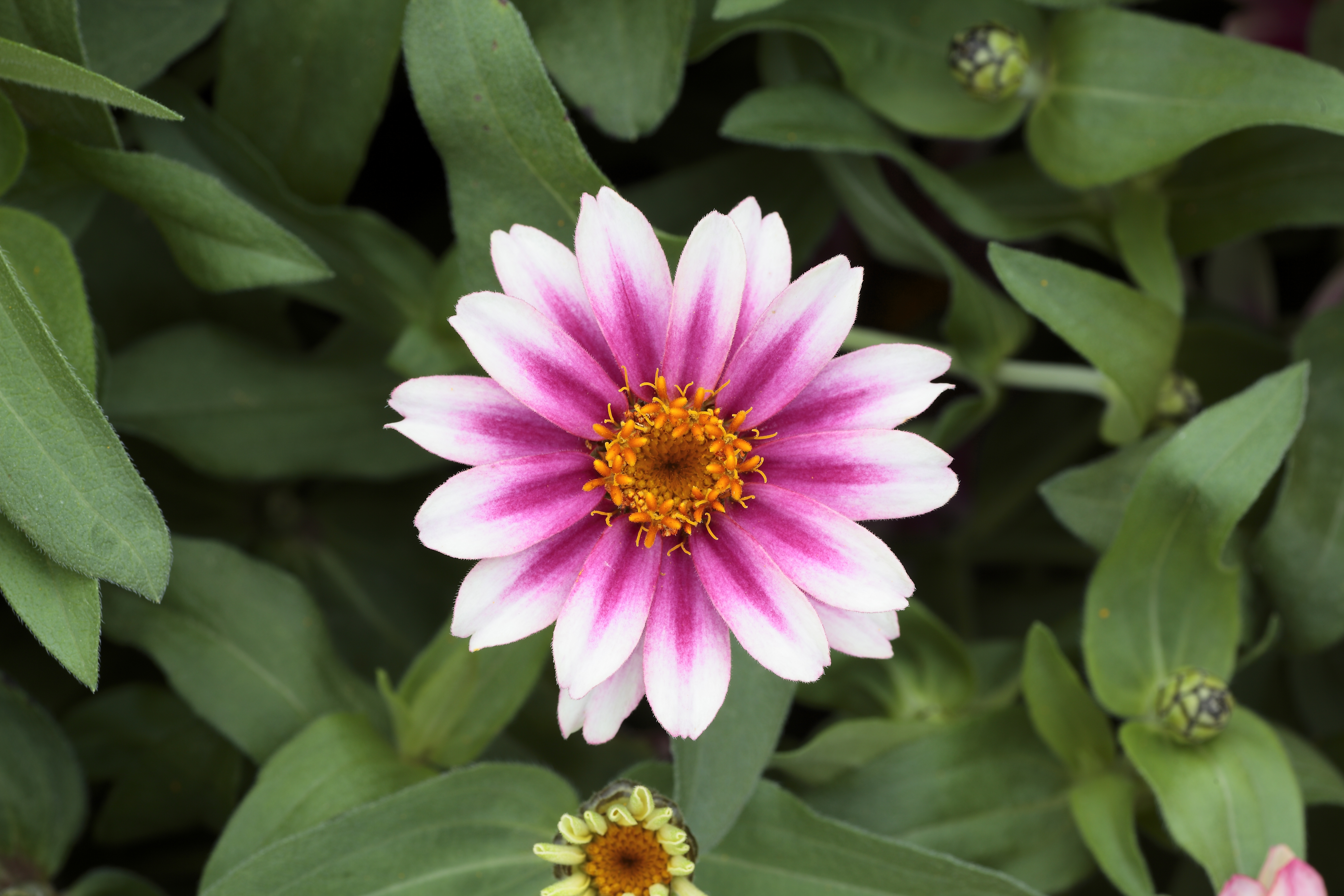 Zinnia angustifolia F1 Profusion Cherry Bicolor