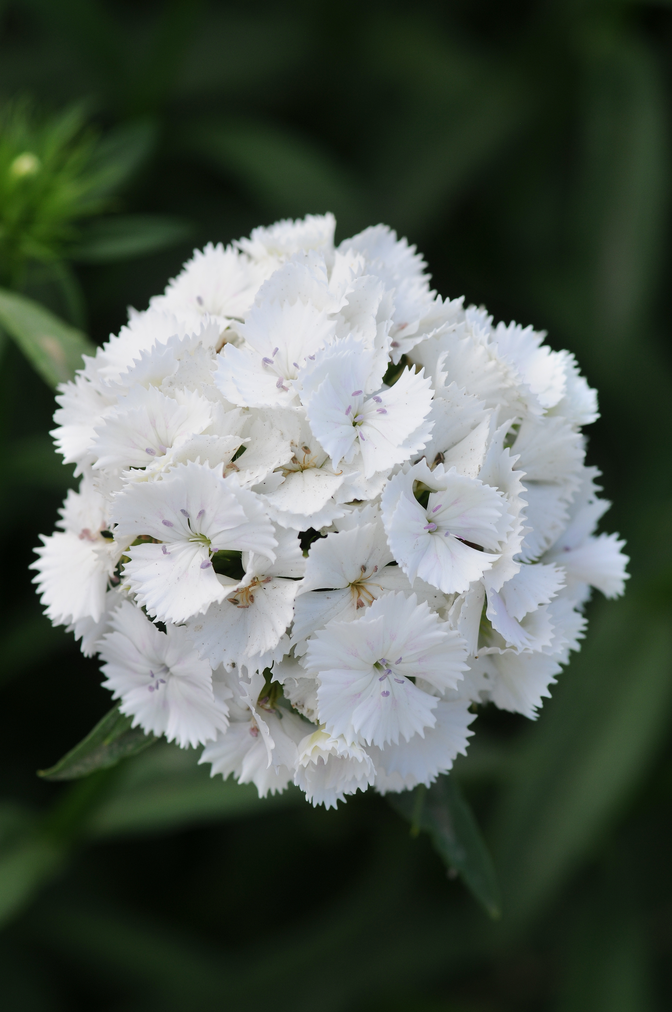 Dianthus barbatus F1 Sweet Weiß, pilliert