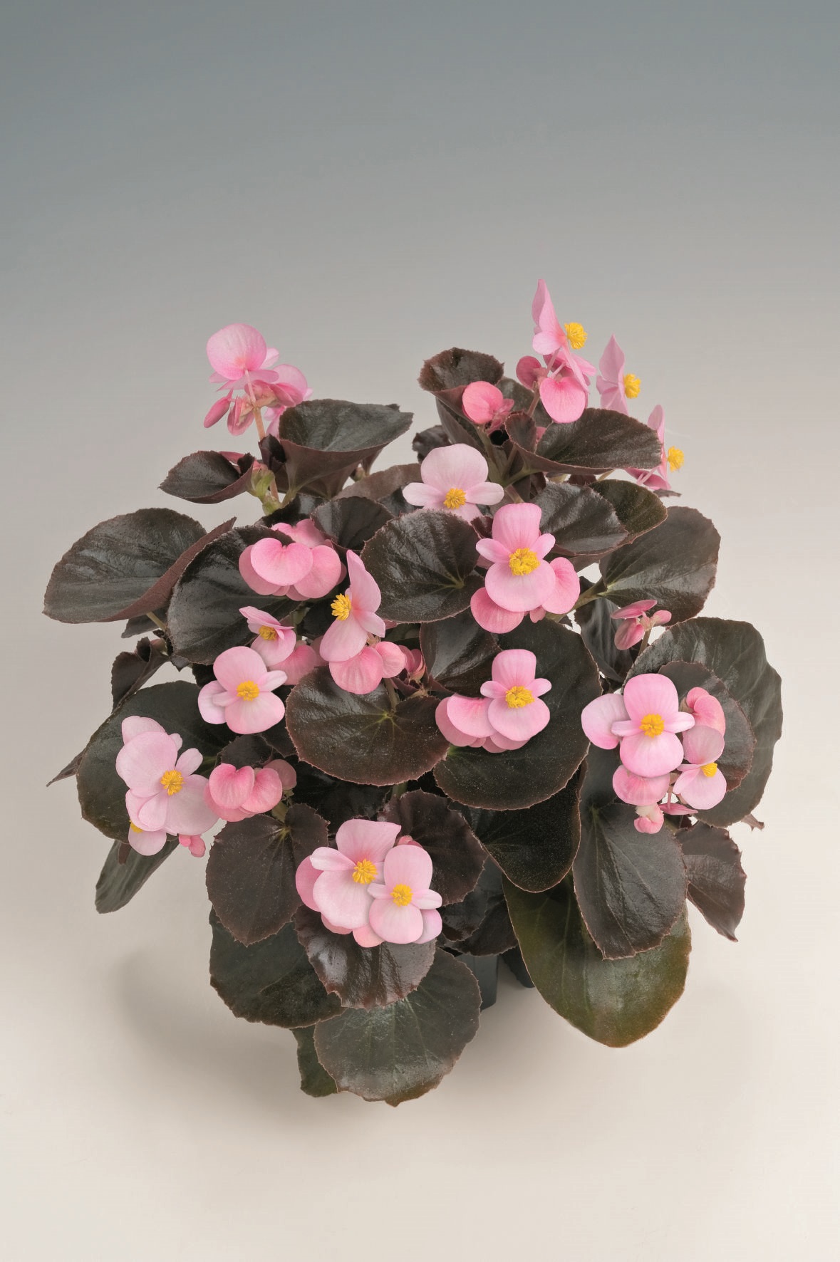 Begonia semperflorens Pillen F1 Brandy, pilliert